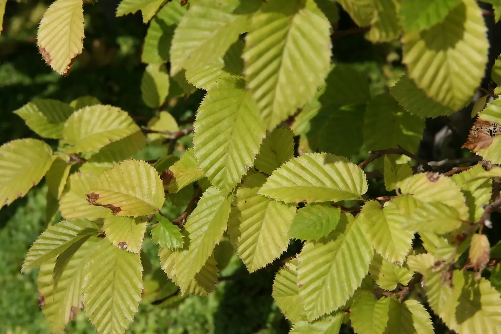 American Hornbeam (Carpinus Caroliniana) — highly prized for its adaptability and ornamental features