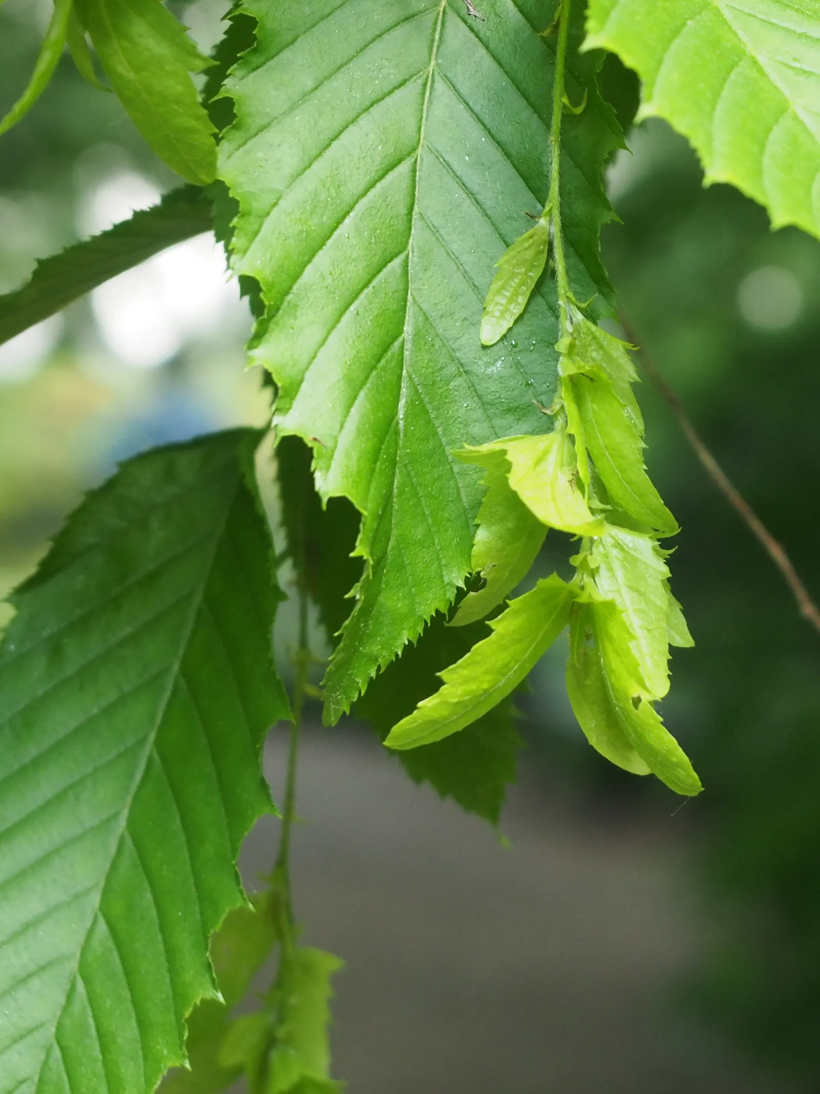 American Hornbeam (Carpinus Caroliniana) — Despite its preference for wetter conditions; and red hues in the fall.<br><br>For landscaping designs