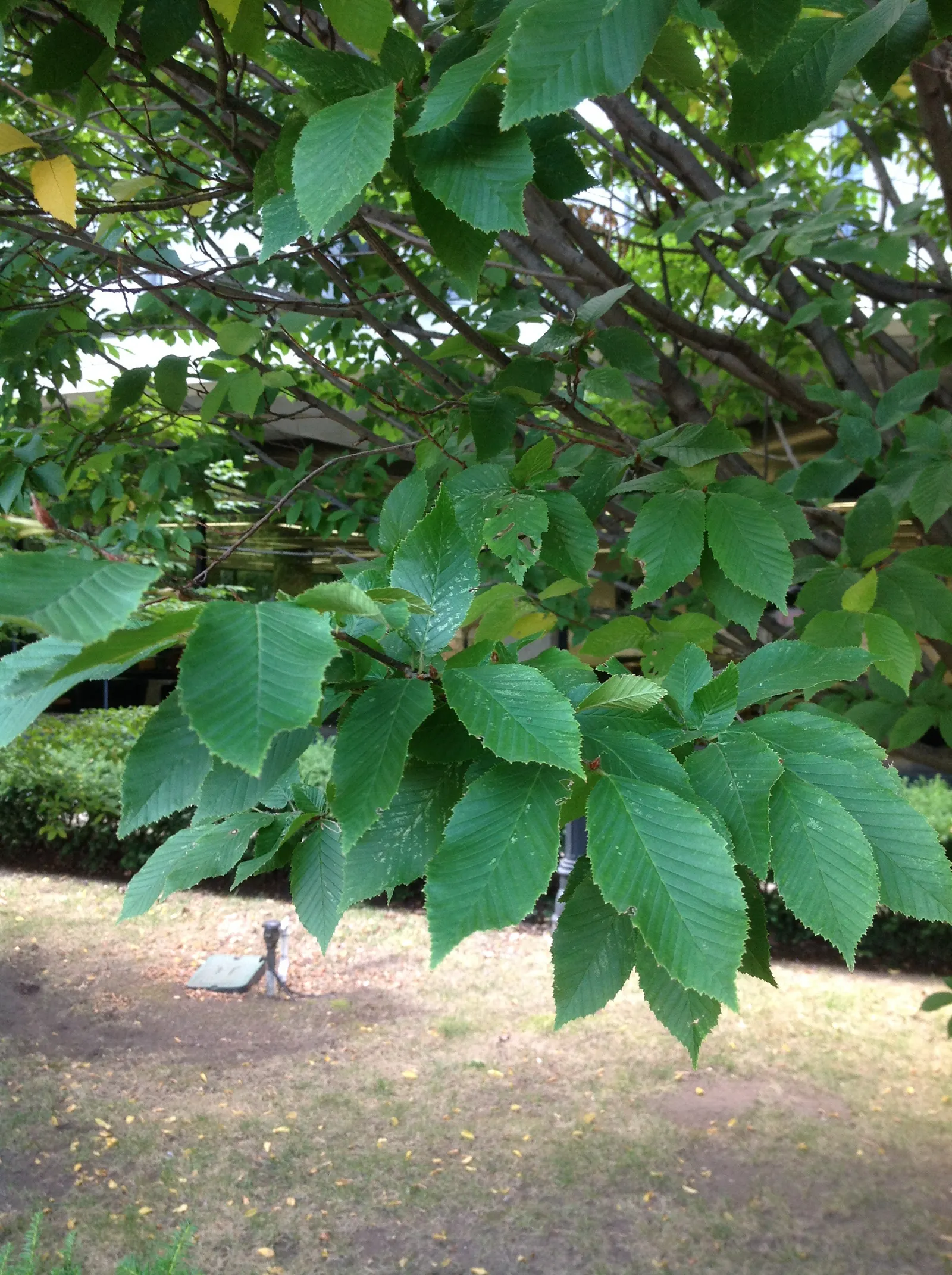 American Hornbeam (Carpinus Caroliniana) — When composing your garden\'s palette; making it ideal for understory planting or as a focal point in a landscape