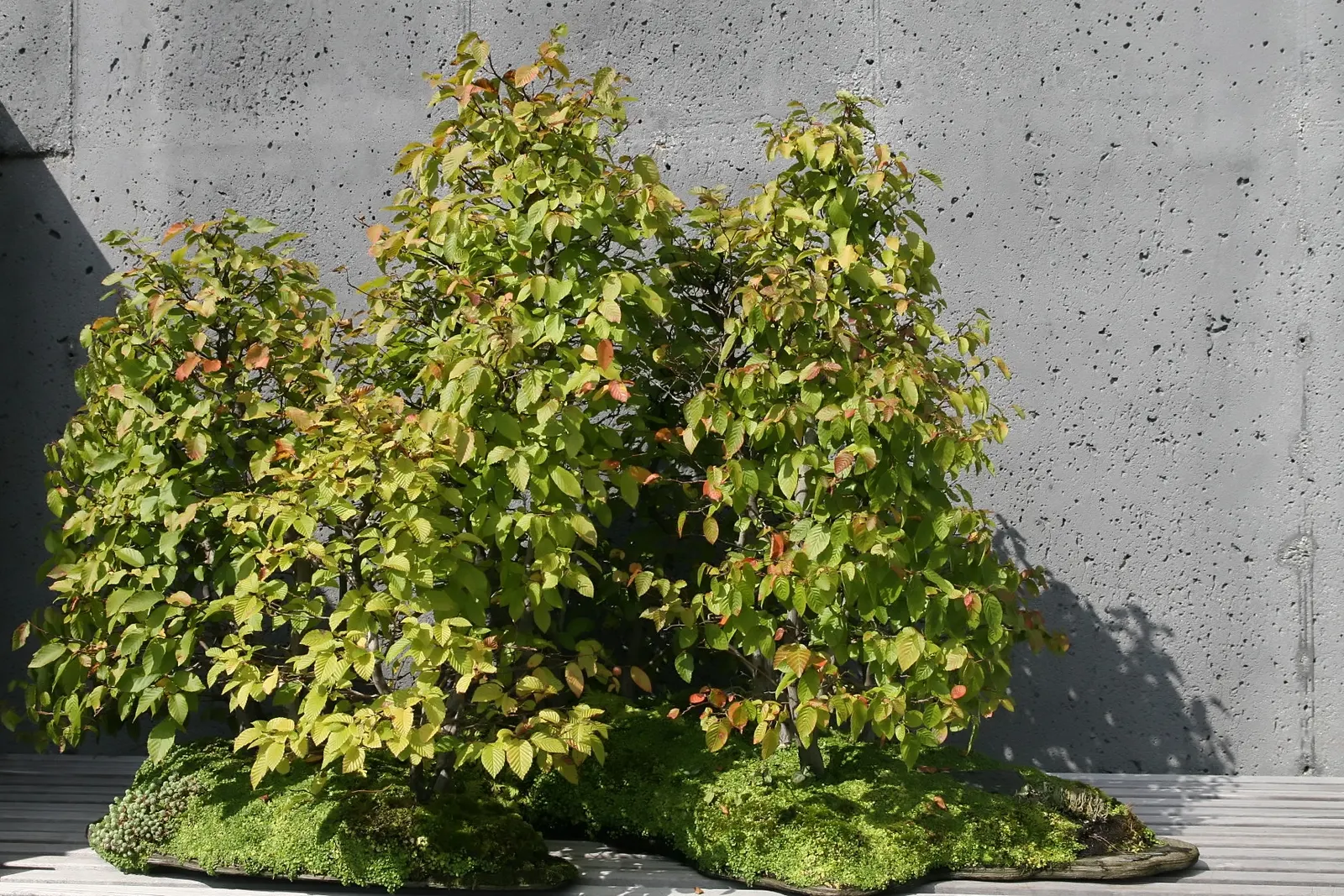 American Hornbeam (Carpinus Caroliniana) — although it can tolerate sunnier spots if sufficient moisture is provided