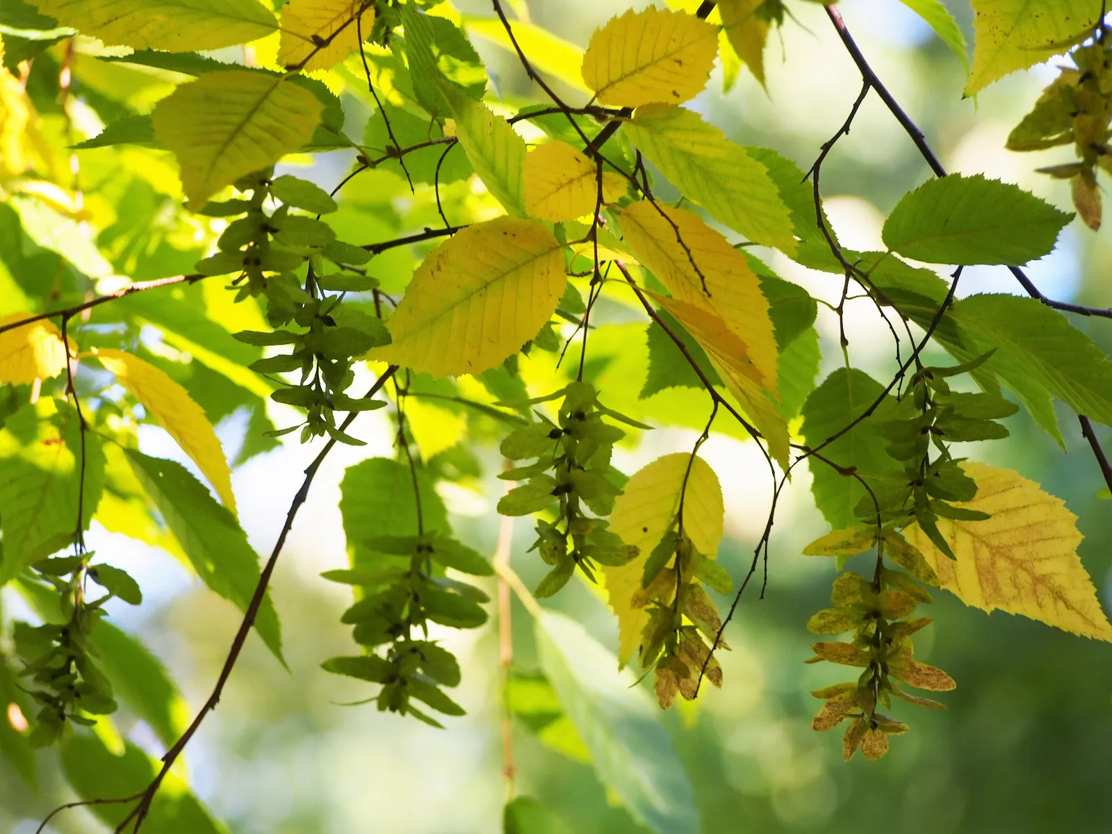 American Hornbeam (Carpinus Caroliniana) — is an attractive deciduous understory tree; this versatile species thrives in USDA hardiness zones 3, image 57