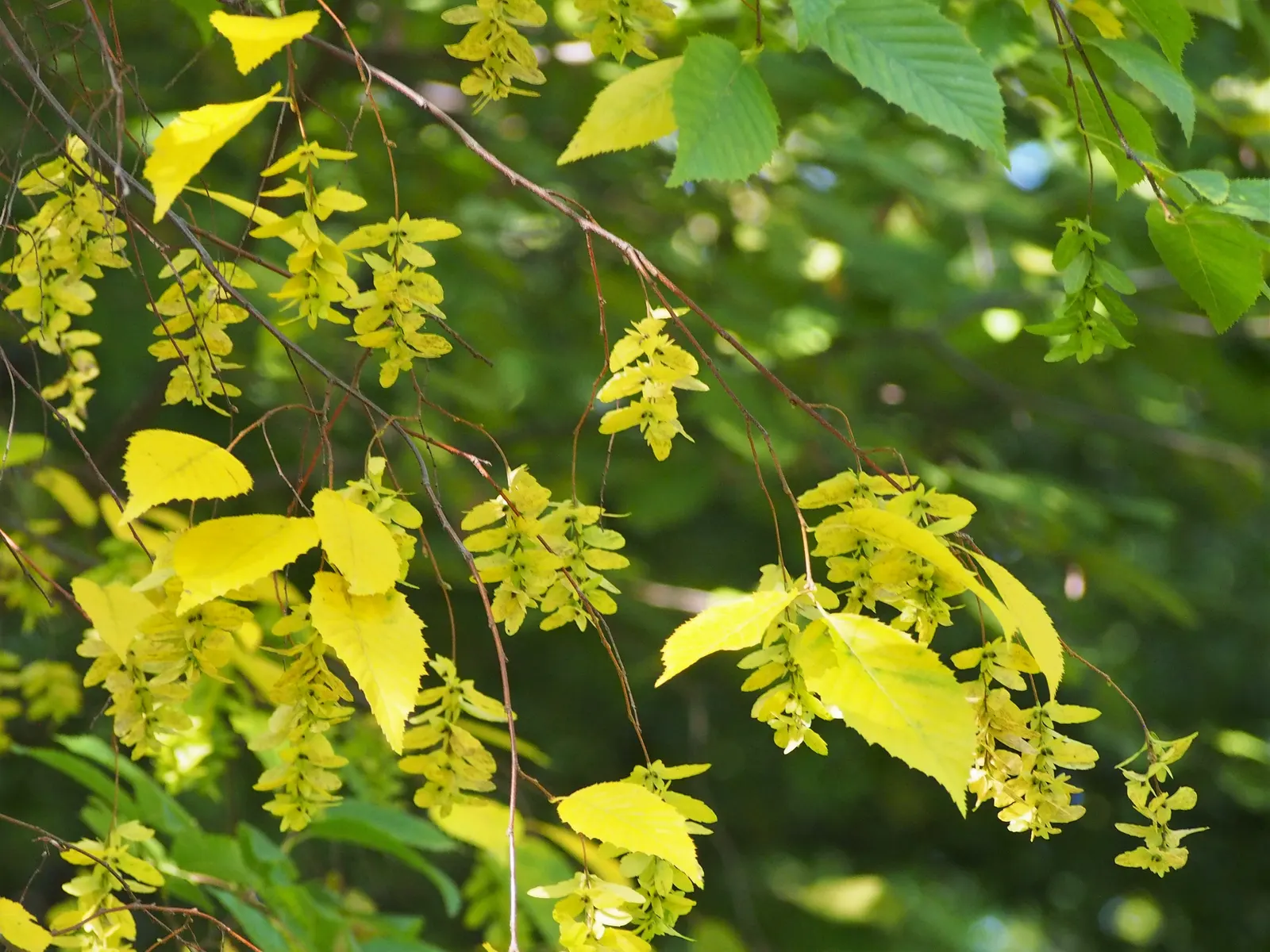 American Hornbeam (Carpinus Caroliniana) — tree for full
