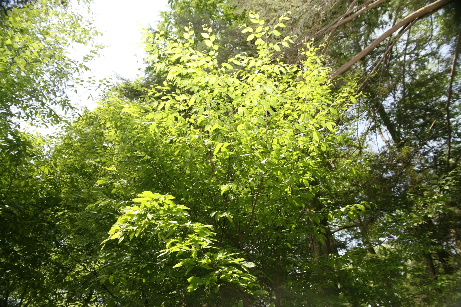 American Hornbeam (Carpinus Caroliniana) — and red hues in the fall.<br><br>For landscaping designs; despite its preference for wetter conditions, image 65