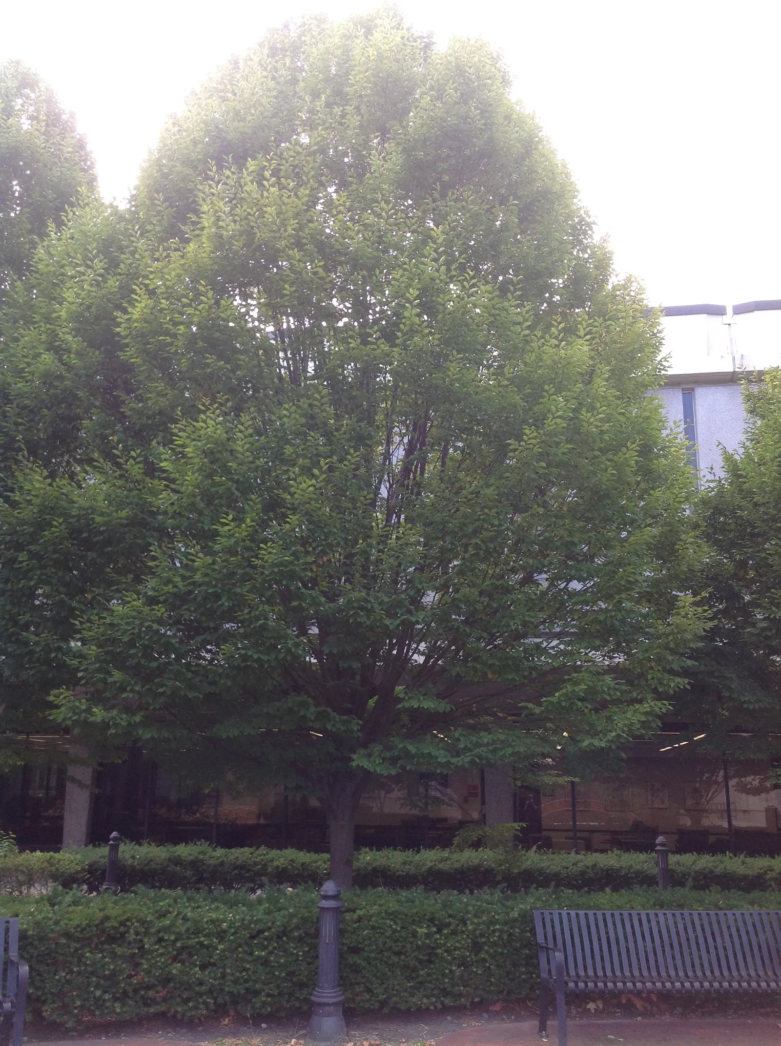 American Hornbeam (Carpinus Caroliniana) — consider the American Hornbeam for its enduring charm and easygoing maintenance; gray bark is fluted with a muscular