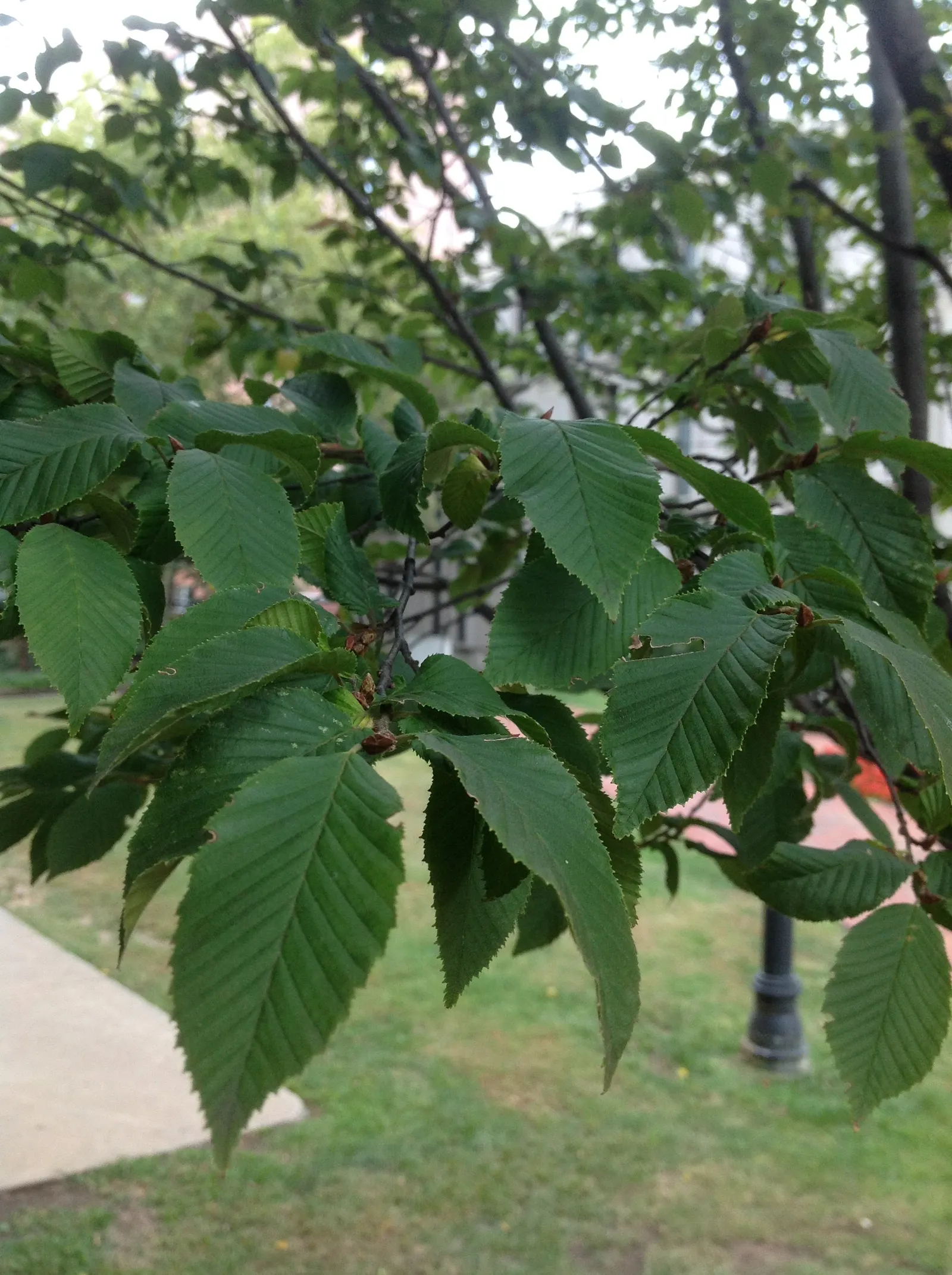 American Hornbeam (Carpinus Caroliniana) — featuring a distinctive fluted; and partial to full shade, image 51
