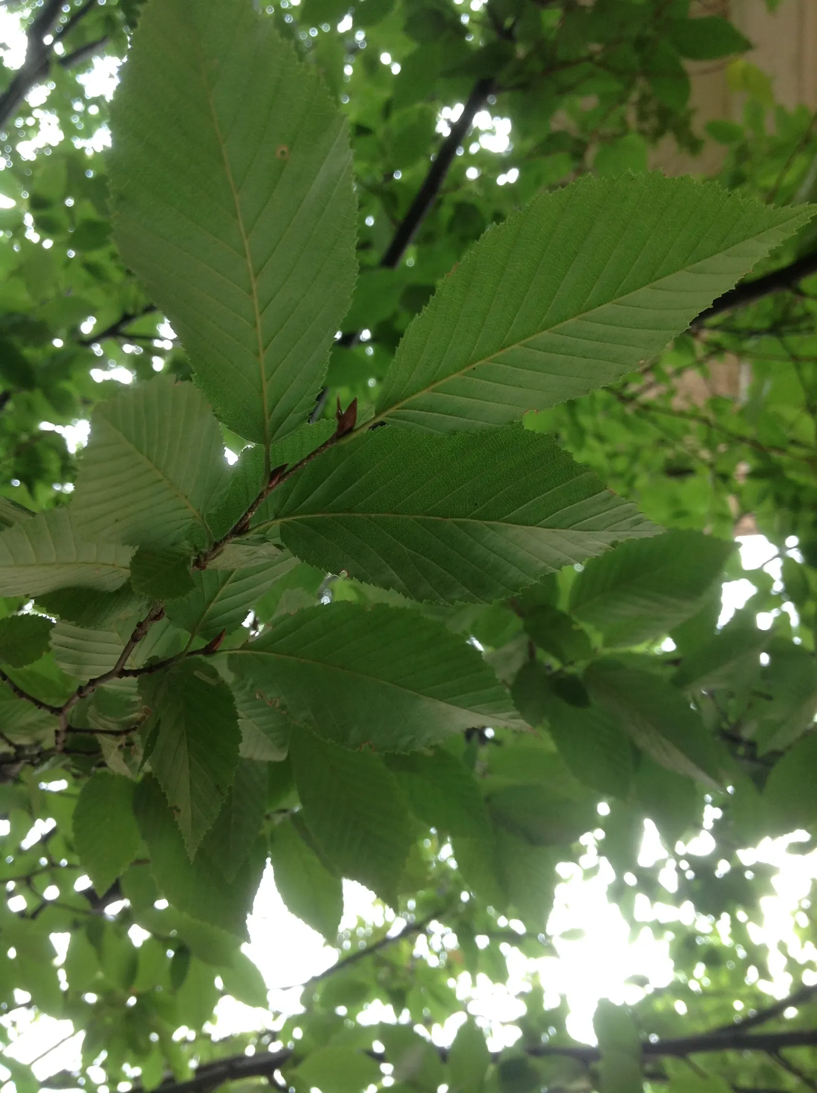 American Hornbeam (Carpinus Caroliniana) — gray trunk and a rounded crown that reaches up to 30 feet in height and spread; american Hornbeam, image 52
