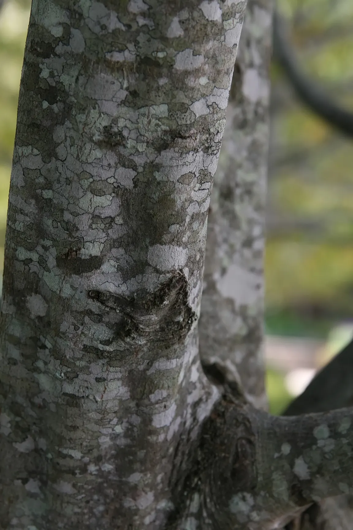 American Hornbeam (Carpinus Caroliniana) — it excels in both sun and shade