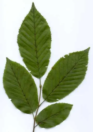 American Hornbeam (Carpinus Caroliniana) — also scientifically referred to as Carpinus caroliniana