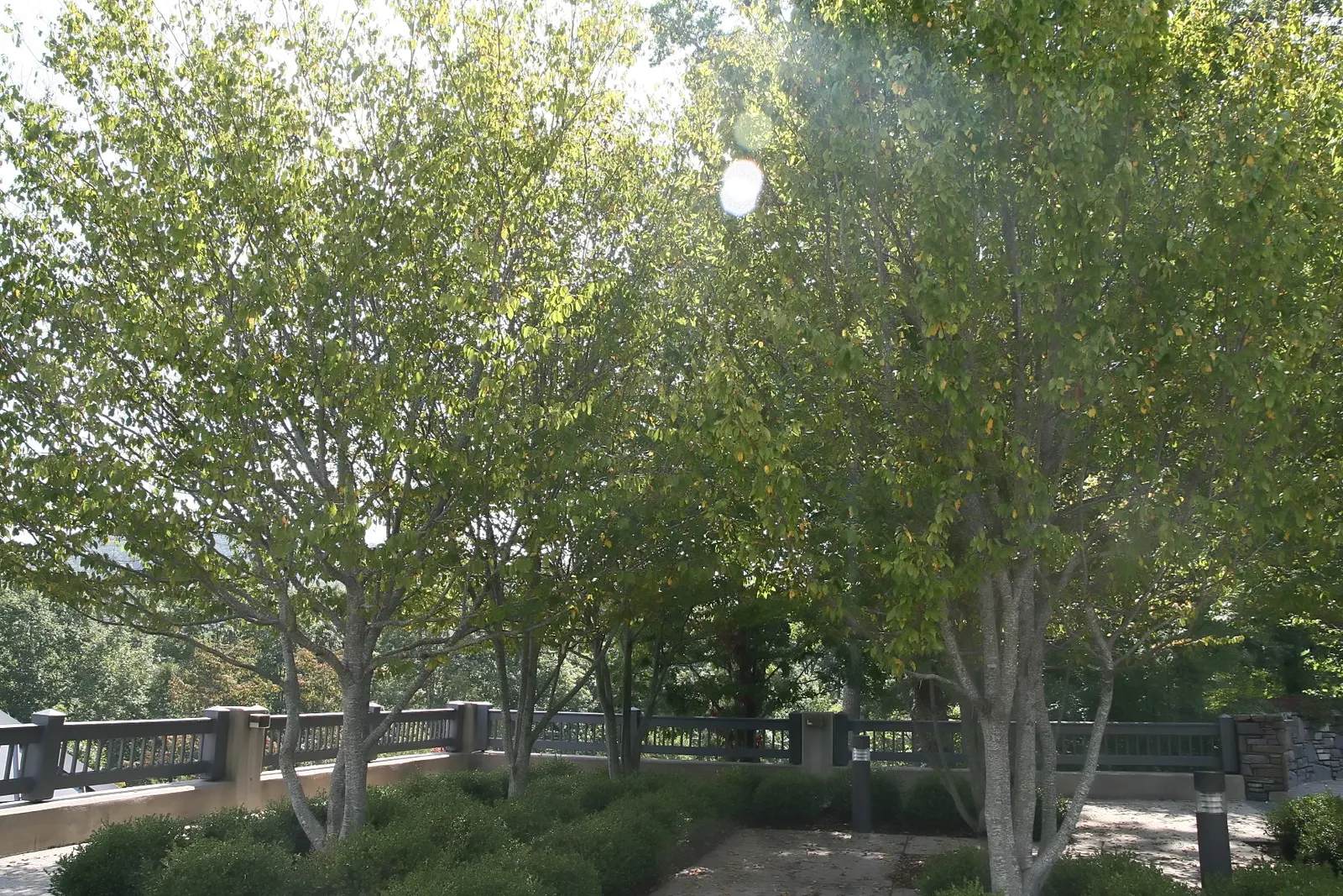 American Hornbeam (Carpinus Caroliniana) — shimmering a bright green in summer