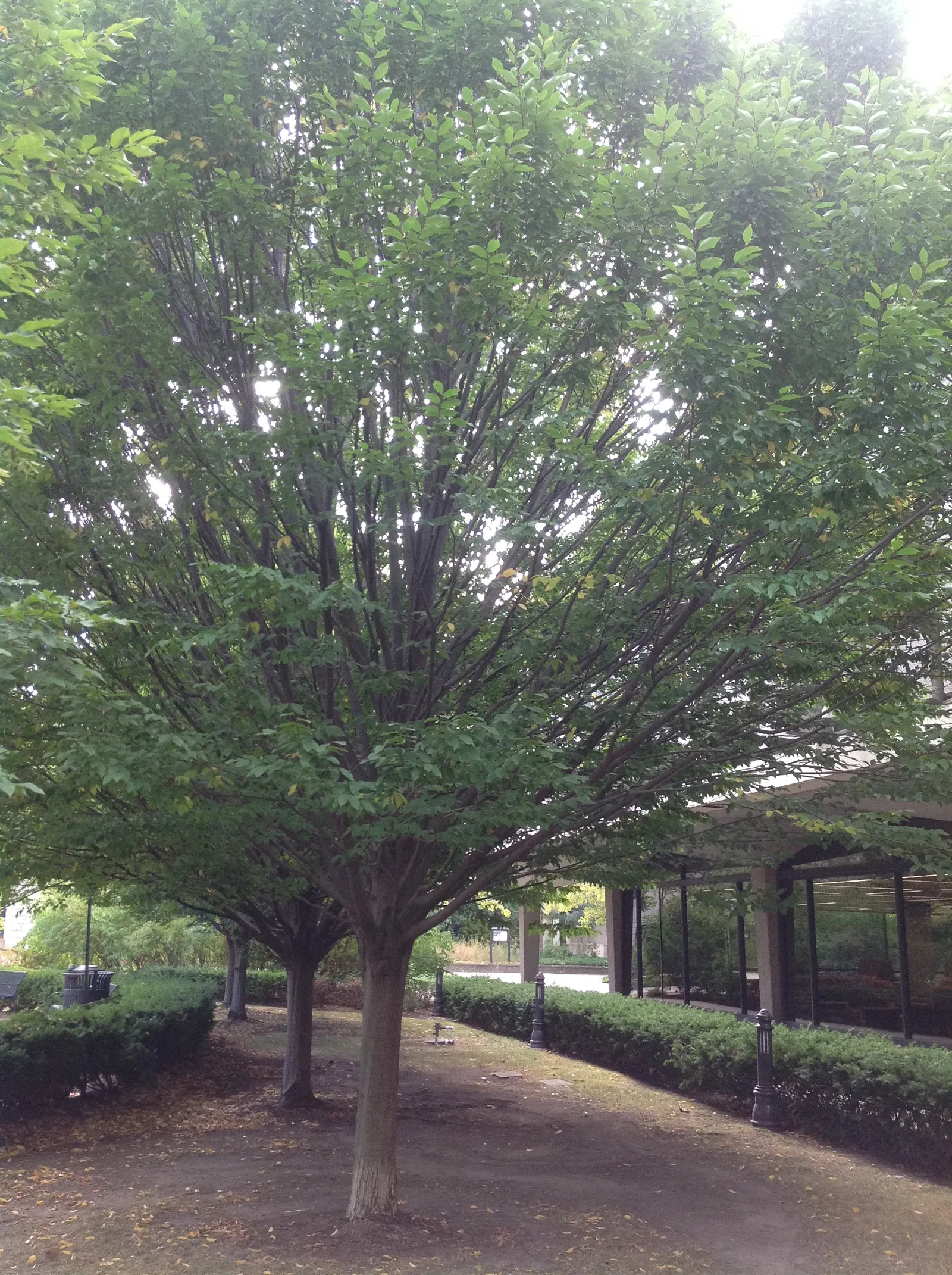 American Hornbeam (Carpinus Caroliniana) — American Hornbeam (Carpinus caroliniana)