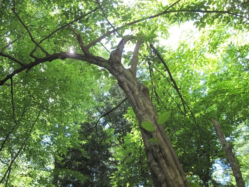 American Hornbeam (Carpinus Caroliniana) — American Hornbeam (Carpinus caroliniana); gray trunk and a rounded crown that reaches up to 30 feet in height and