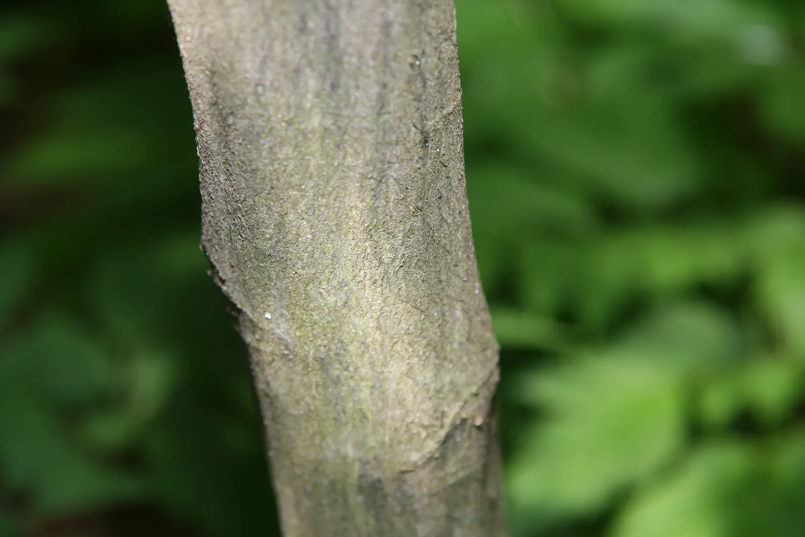 American Hornbeam (Carpinus Caroliniana) — When composing your garden\'s palette