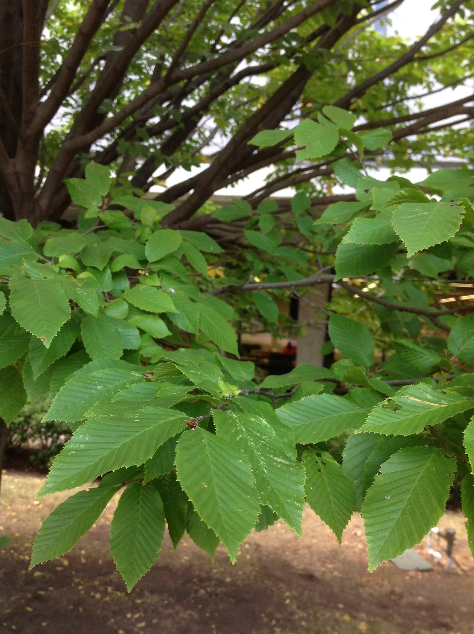 American Hornbeam (Carpinus Caroliniana) — tree for full; and its strong resistance to pests and disease ensures long-term structural and aesthetic, image 72
