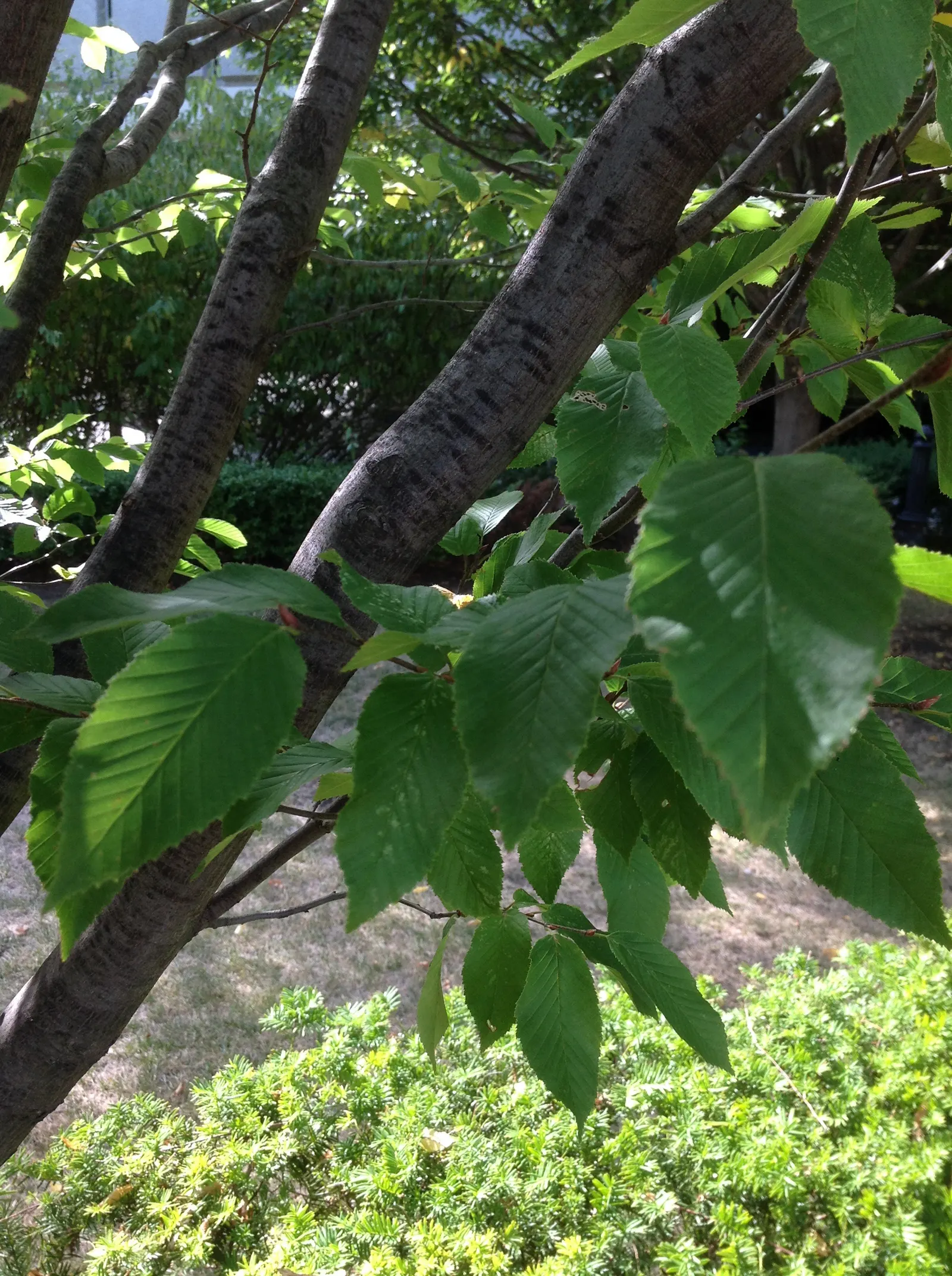 American Hornbeam (Carpinus Caroliniana) — gray bark is fluted with a muscular appearance; consider the American Hornbeam for its enduring charm and easygoing