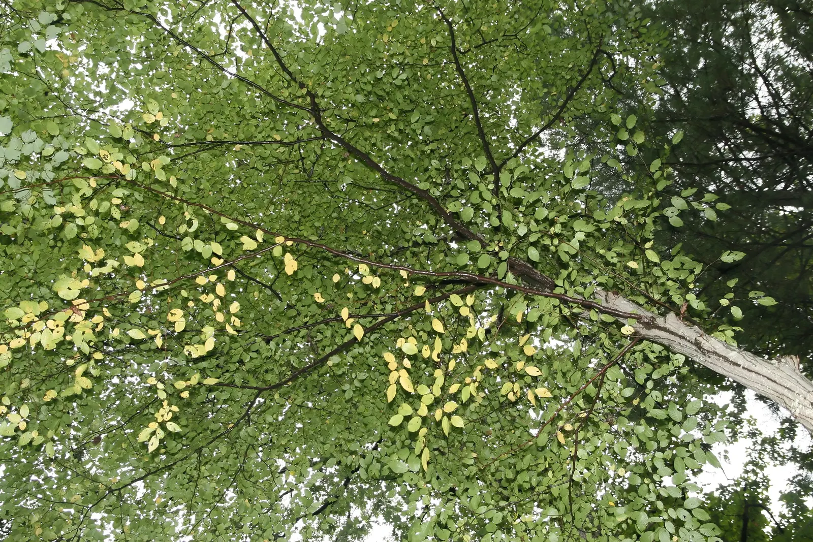 American Hornbeam (Carpinus Caroliniana) — It sports elliptical, finely-toothed leaves that turn vibrant shades of red, orange, and yellow in fall; also