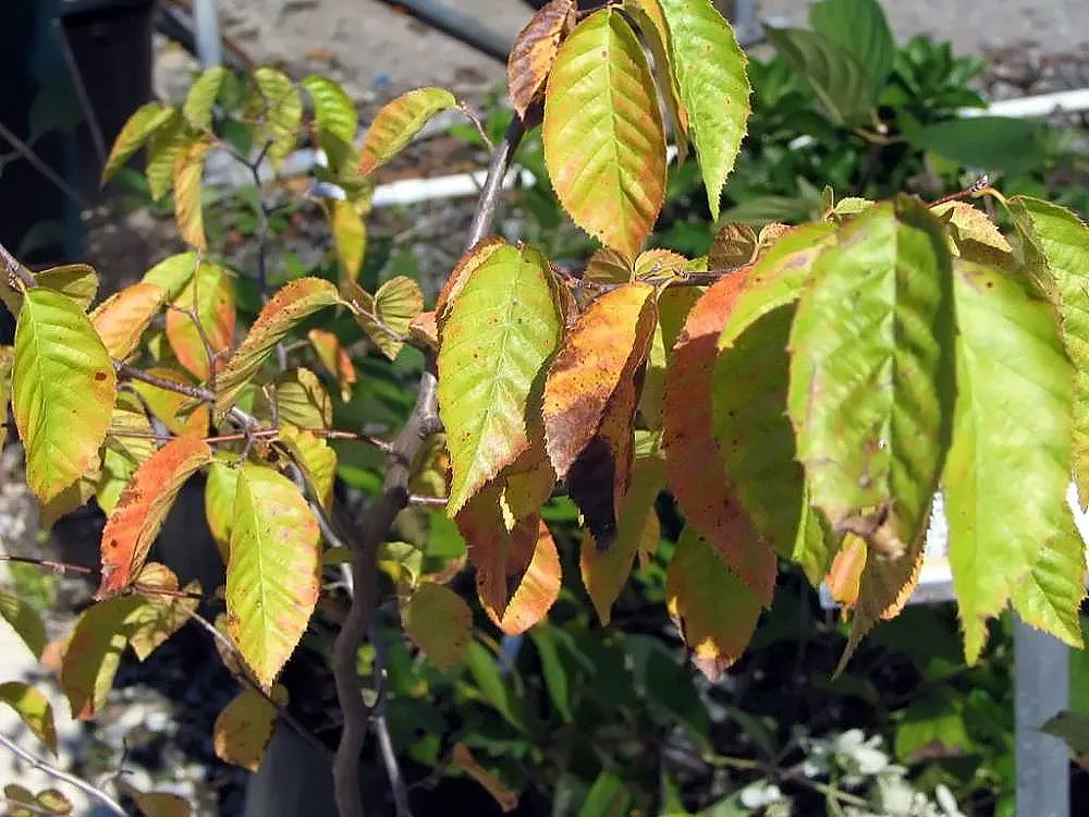 American Hornbeam (Carpinus Caroliniana) — and transforming into a medley of yellow