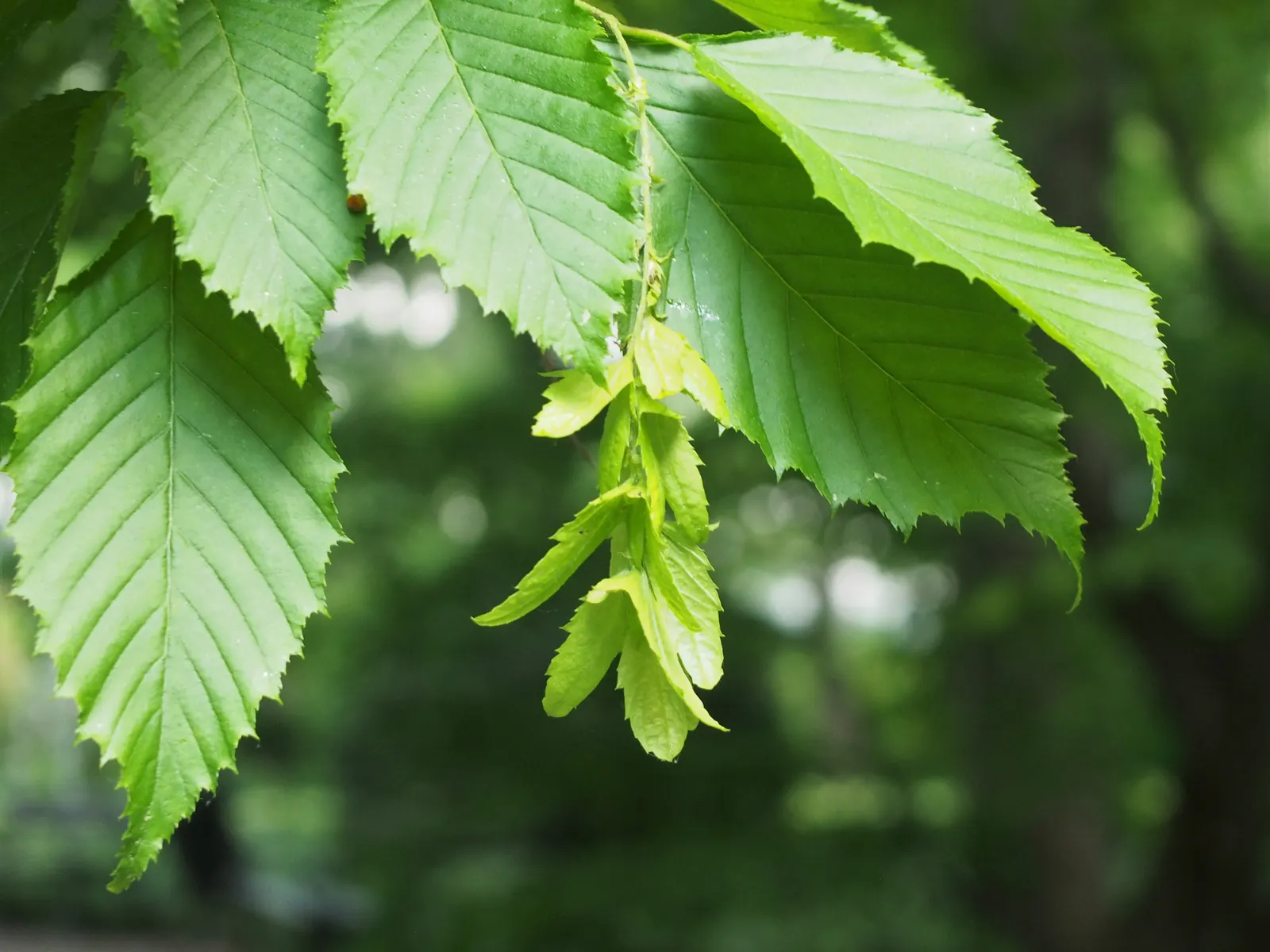 American Hornbeam (Carpinus Caroliniana) — It sports elliptical, finely-toothed leaves that turn vibrant shades of red, orange, and yellow in fall
