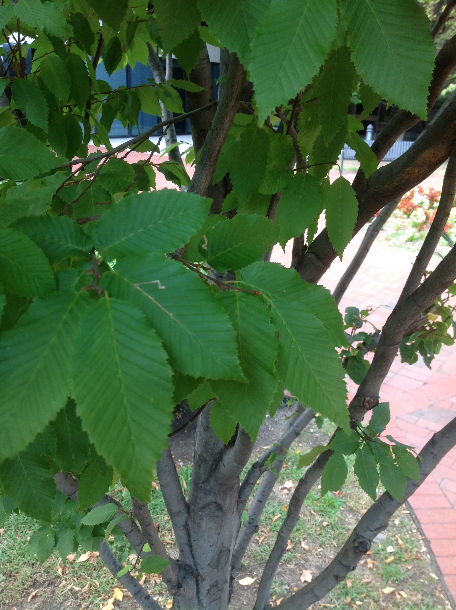 American Hornbeam (Carpinus Caroliniana) — featuring a distinctive fluted