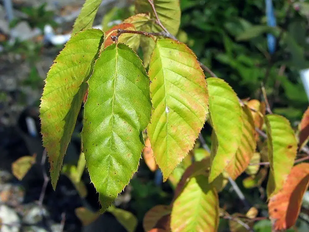American Hornbeam (Carpinus Caroliniana) — highly prized for its adaptability and ornamental features; although it can tolerate sunnier spots if sufficient