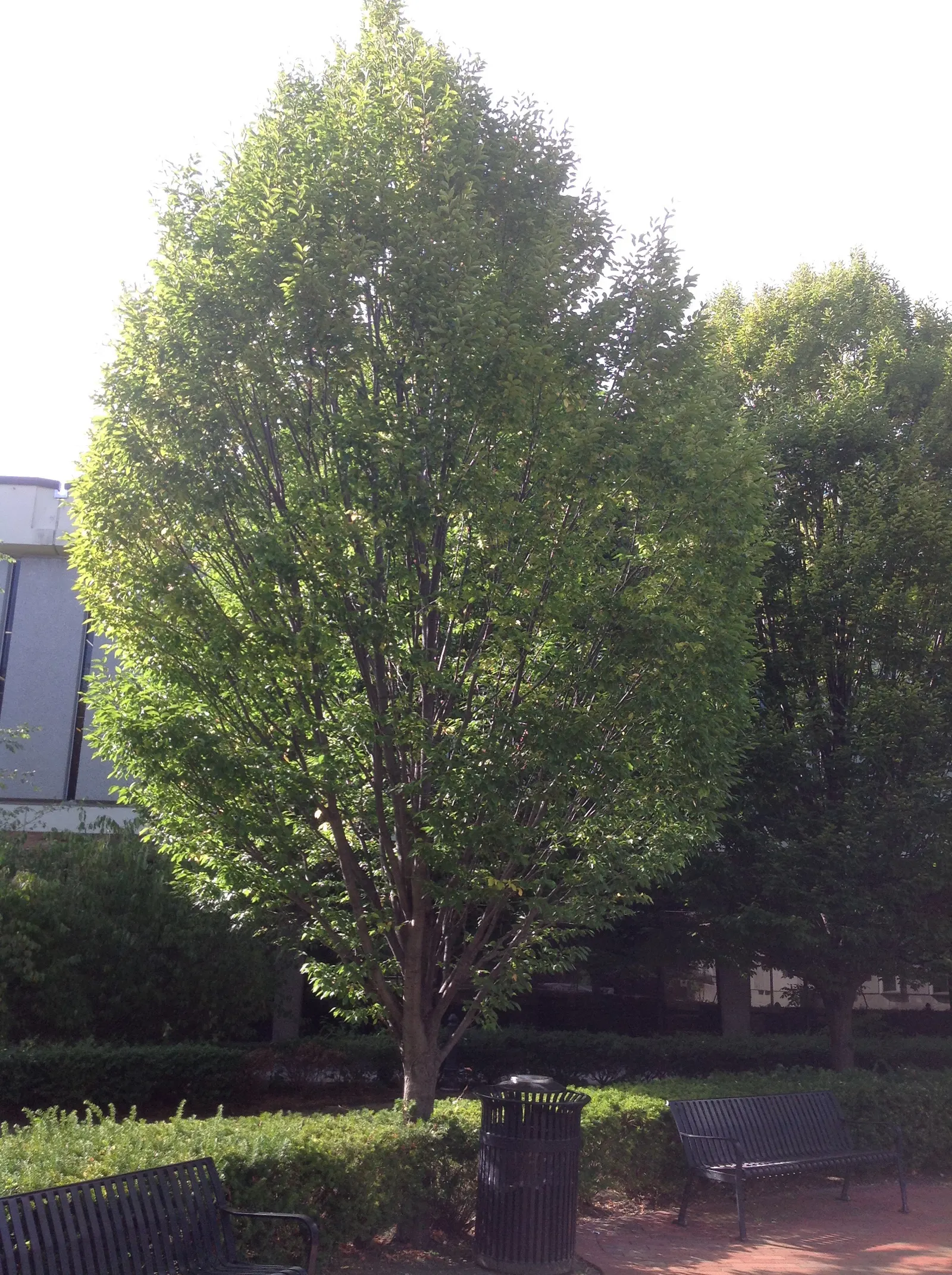 American Hornbeam (Carpinus Caroliniana) — this versatile species thrives in USDA hardiness zones 3 through 9