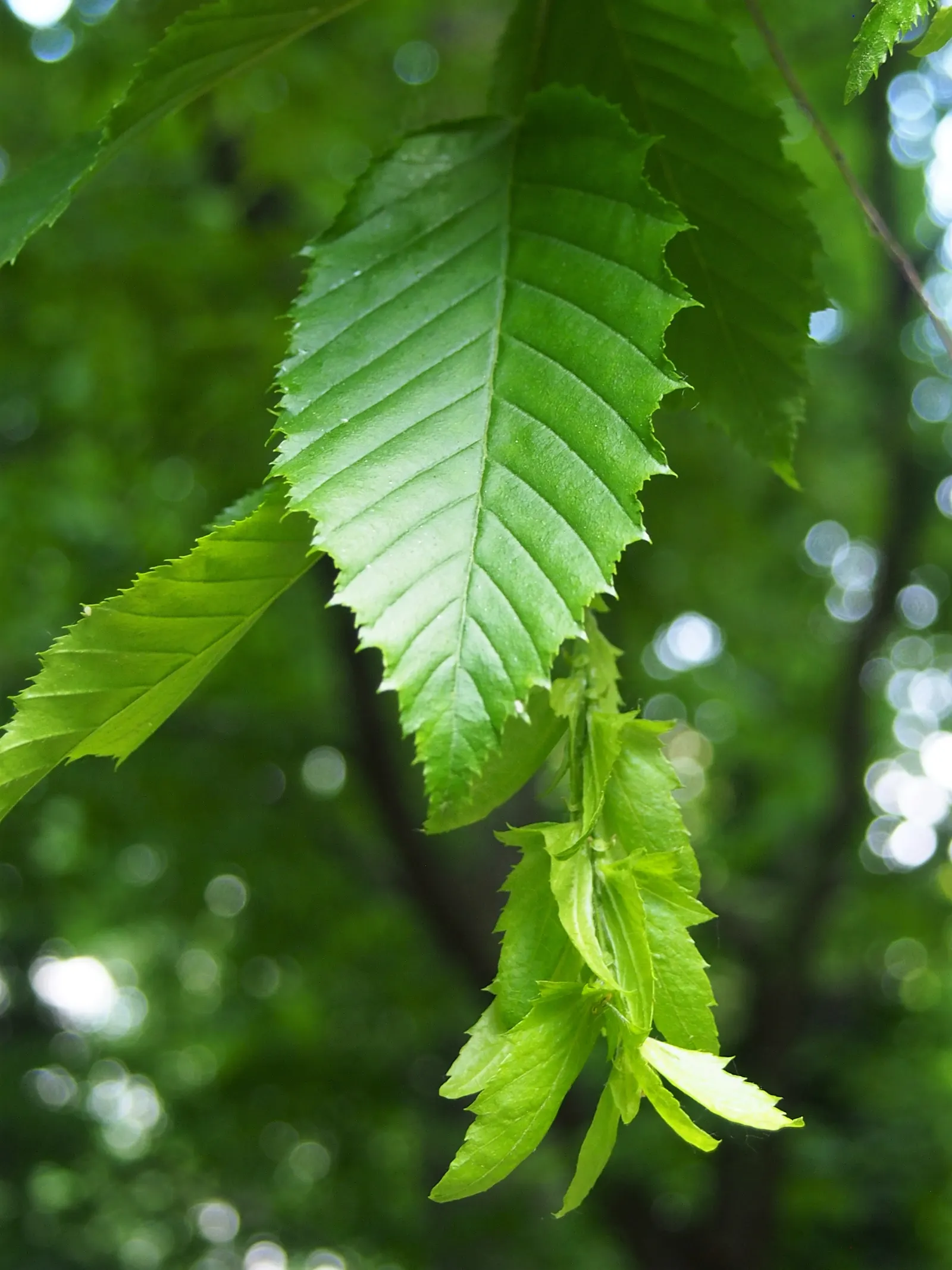 American Hornbeam (Carpinus Caroliniana) — and transforming into a medley of yellow; the American Hornbeam adopts a round to oval shape with a symmetrical