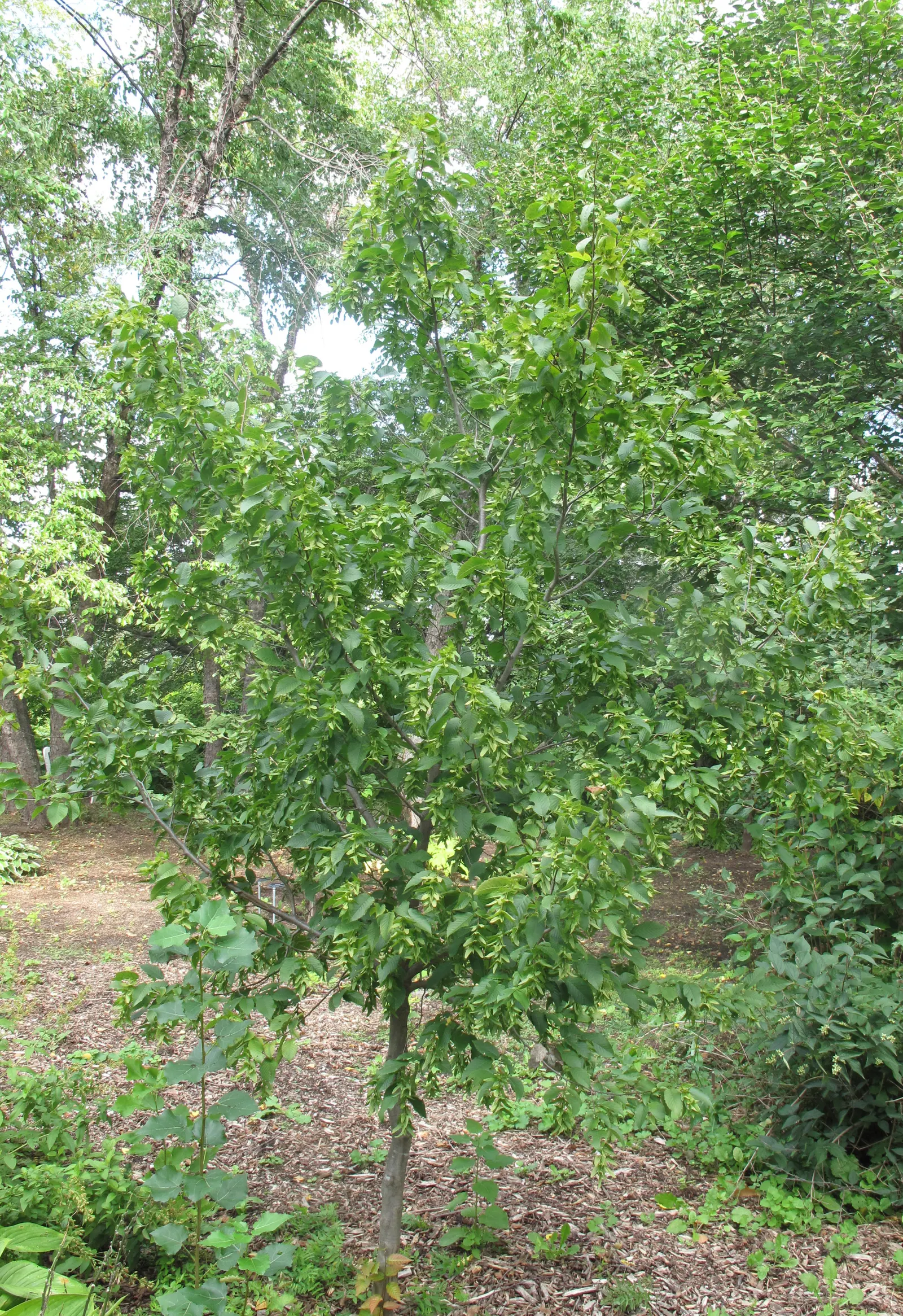 American Hornbeam (Carpinus Caroliniana) — and partial to full shade; featuring a distinctive fluted, image 66