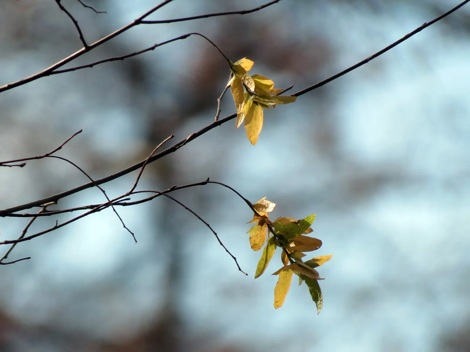 American Hornbeam (Carpinus Caroliniana) — this versatile species thrives in USDA hardiness zones 3 through 9; is an attractive deciduous, image 60