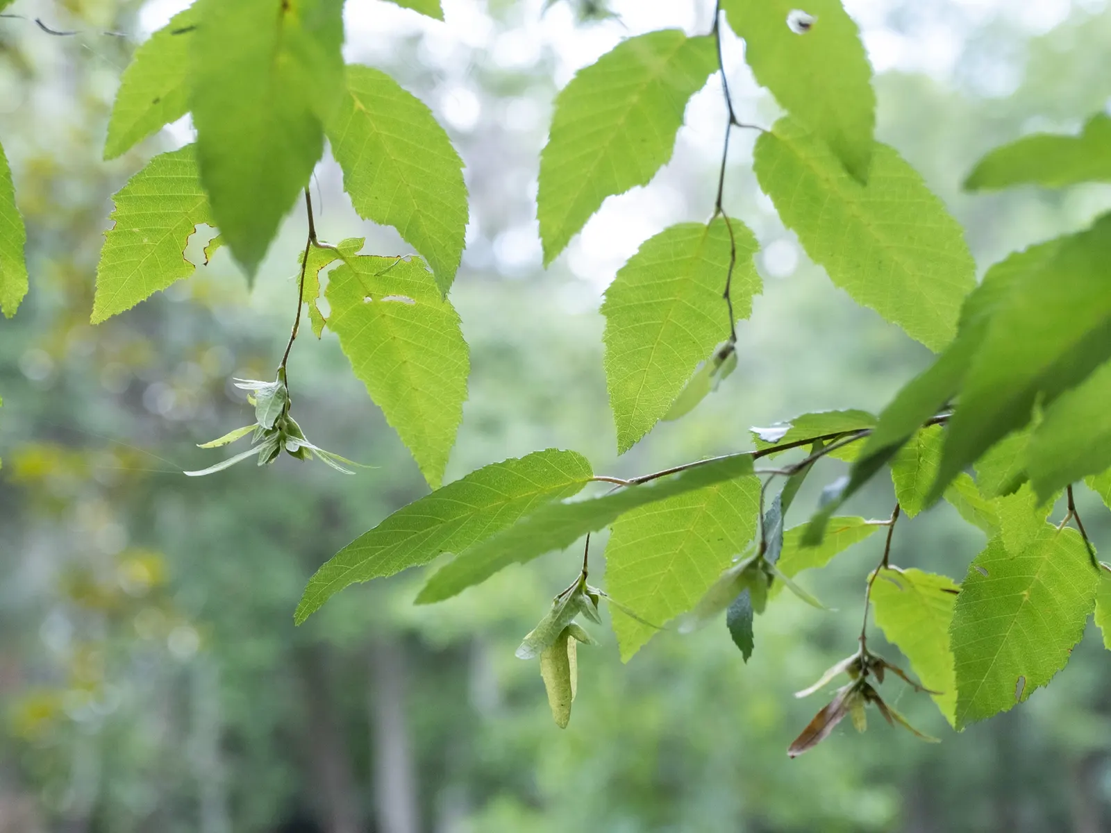 American Hornbeam (Carpinus Caroliniana) — Despite its preference for wetter conditions; and red hues in the fall.<br><br>For landscaping designs, image 68