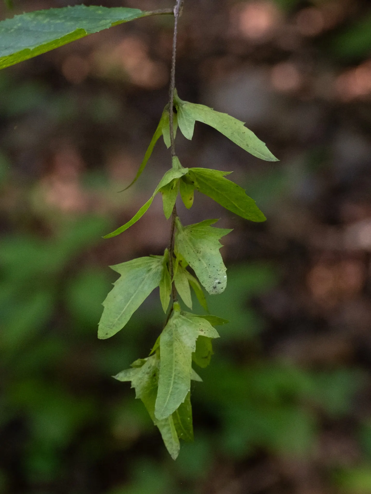 American Hornbeam (Carpinus Caroliniana) — When composing your garden\'s palette; making it ideal for understory planting or as a focal point in a, image 70