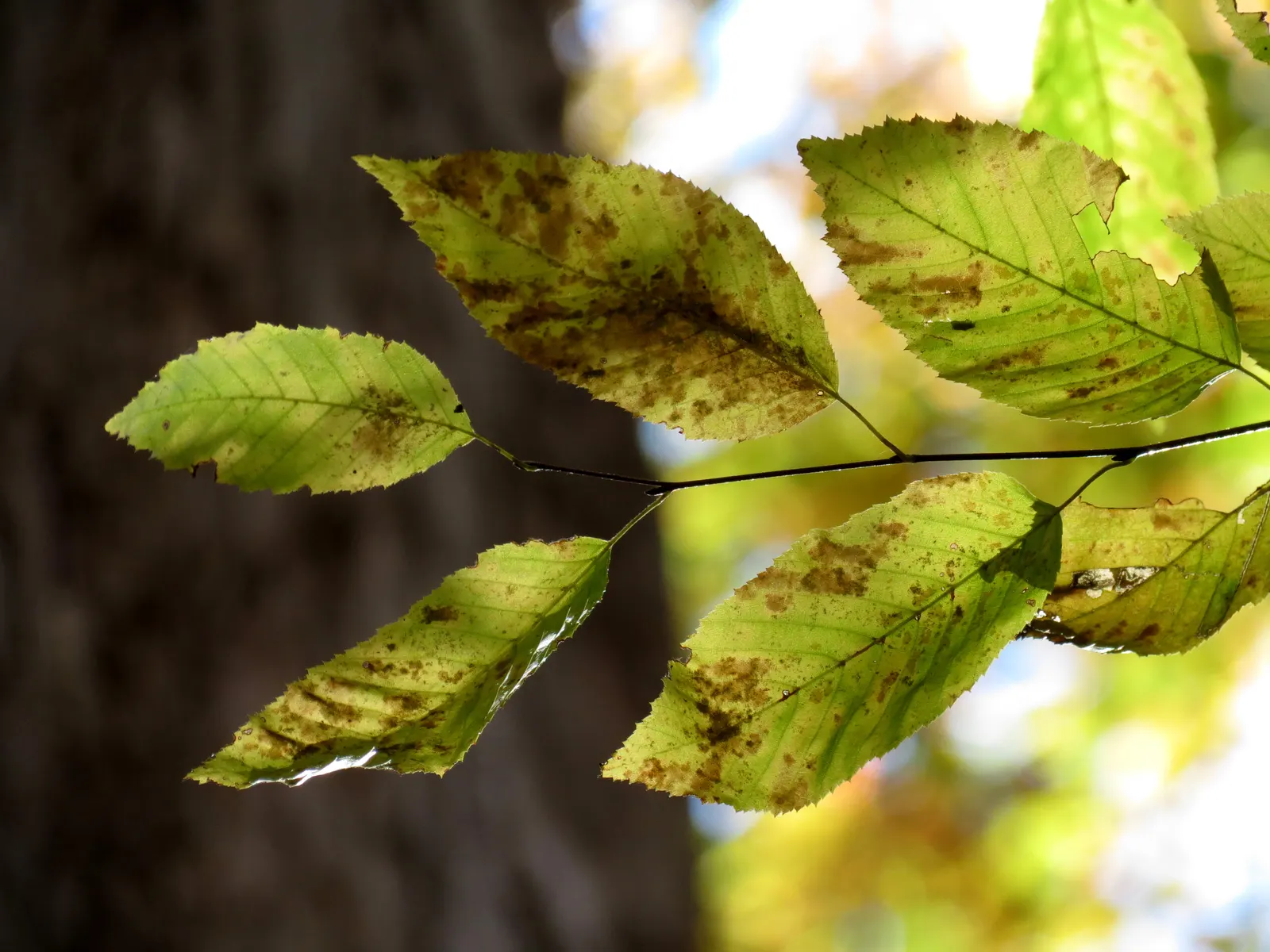 American Hornbeam (Carpinus Caroliniana) — consider the American Hornbeam for its enduring charm and easygoing maintenance