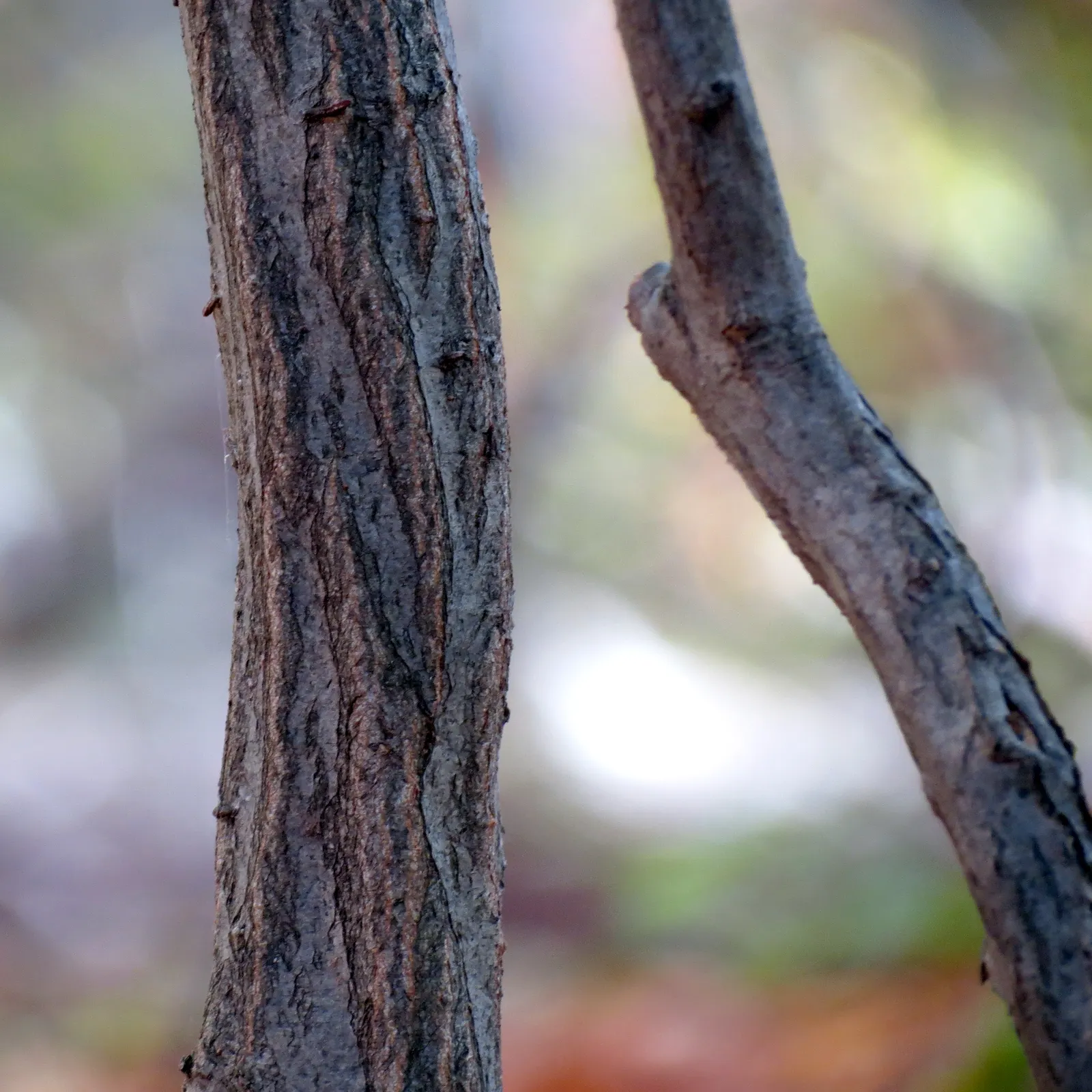 American Hornbeam (Carpinus Caroliniana) — making it ideal for understory planting or as a focal point in a landscape design; when composing your, image 55