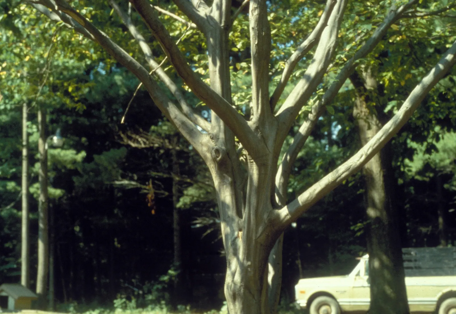 American Hornbeam (Carpinus Caroliniana) — American Hornbeam (Carpinus caroliniana); gray trunk and a rounded crown that reaches up to 30 feet in, image 49