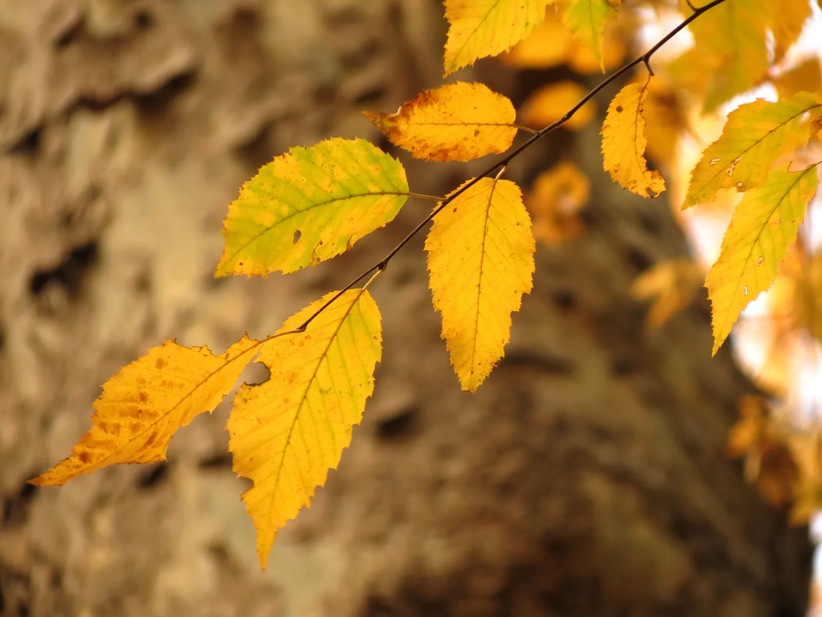 American Hornbeam (Carpinus Caroliniana) — slow-growing deciduous tree; native to the eastern United States