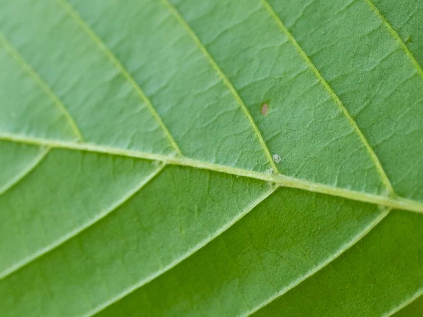 American Hornbeam (Carpinus Caroliniana) — slow-growing deciduous tree
