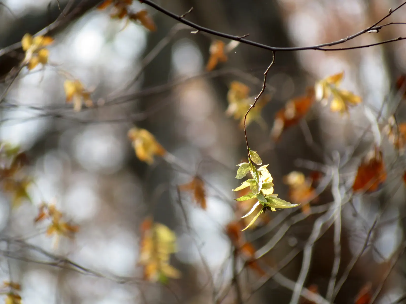 American Hornbeam (Carpinus Caroliniana) — and its strong resistance to pests and disease ensures long-term structural and aesthetic integrity; tree for full