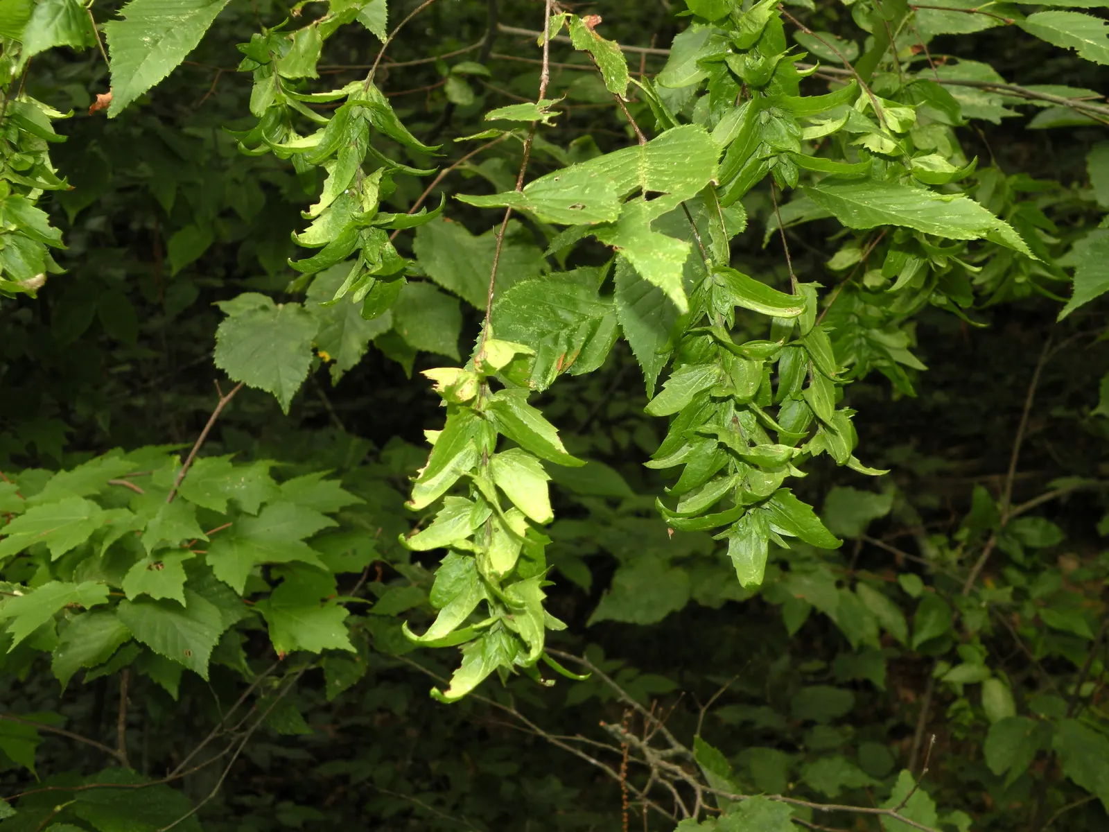 American Hornbeam (Carpinus Caroliniana) — making it ideal for understory planting or as a focal point in a landscape design