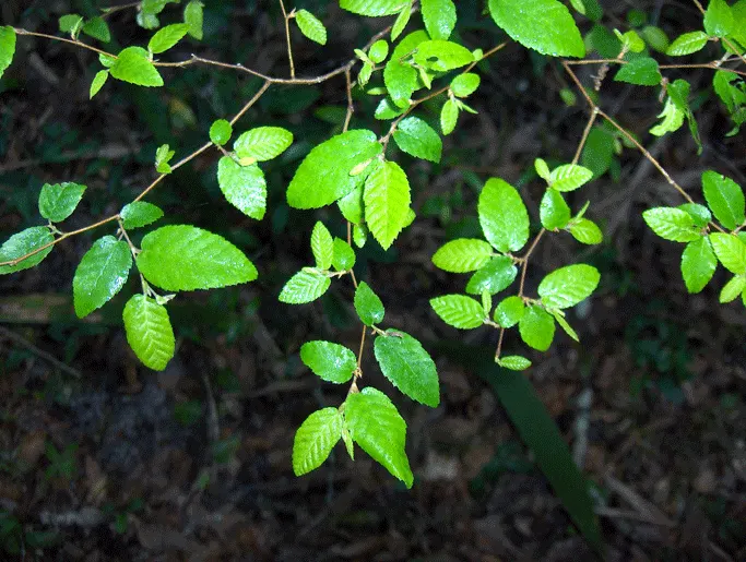 American Hornbeam (Carpinus Caroliniana) — gray bark is fluted with a muscular appearance