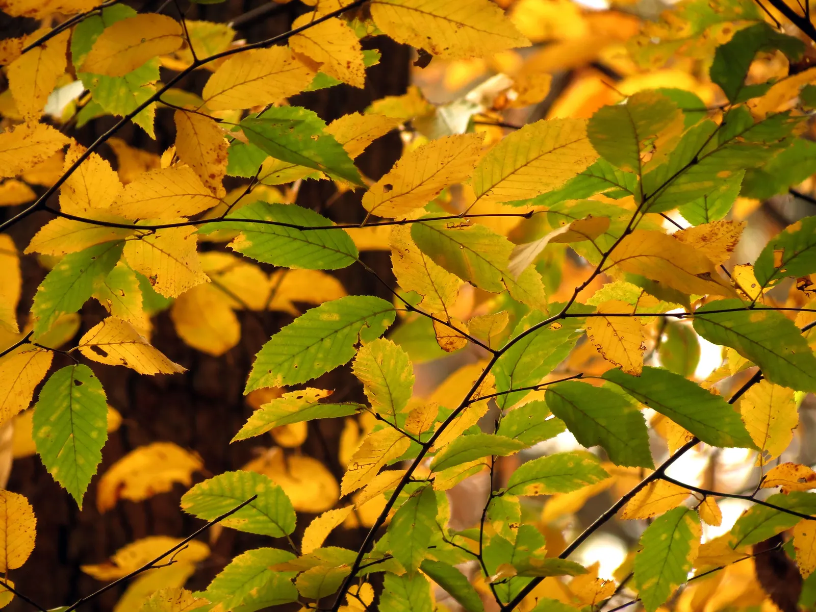 American Hornbeam (Carpinus Caroliniana) — it excels in both sun and shade; shimmering a bright green in summer