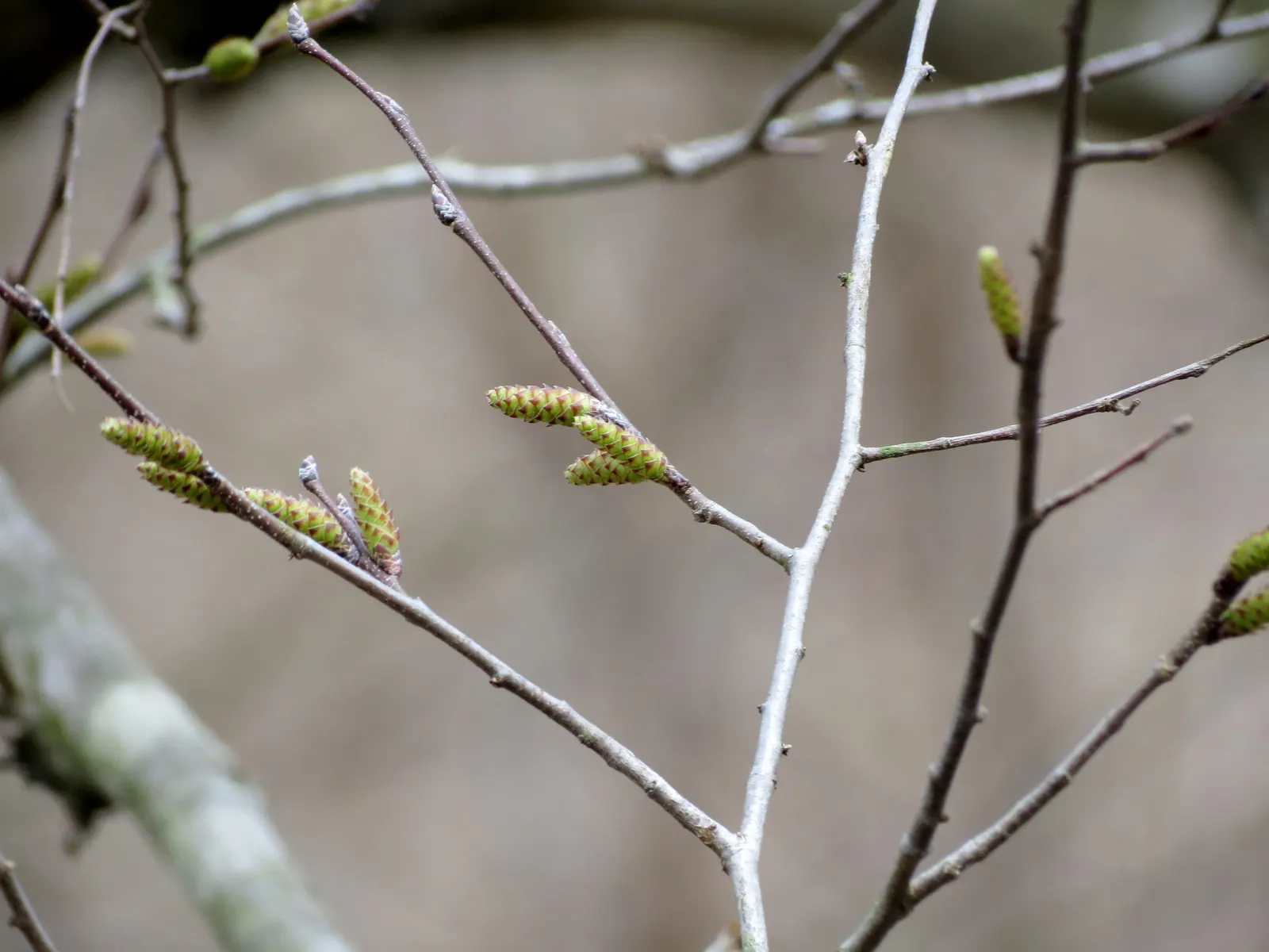 American Hornbeam (Carpinus Caroliniana) — gray trunk and a rounded crown that reaches up to 30 feet in height and spread
