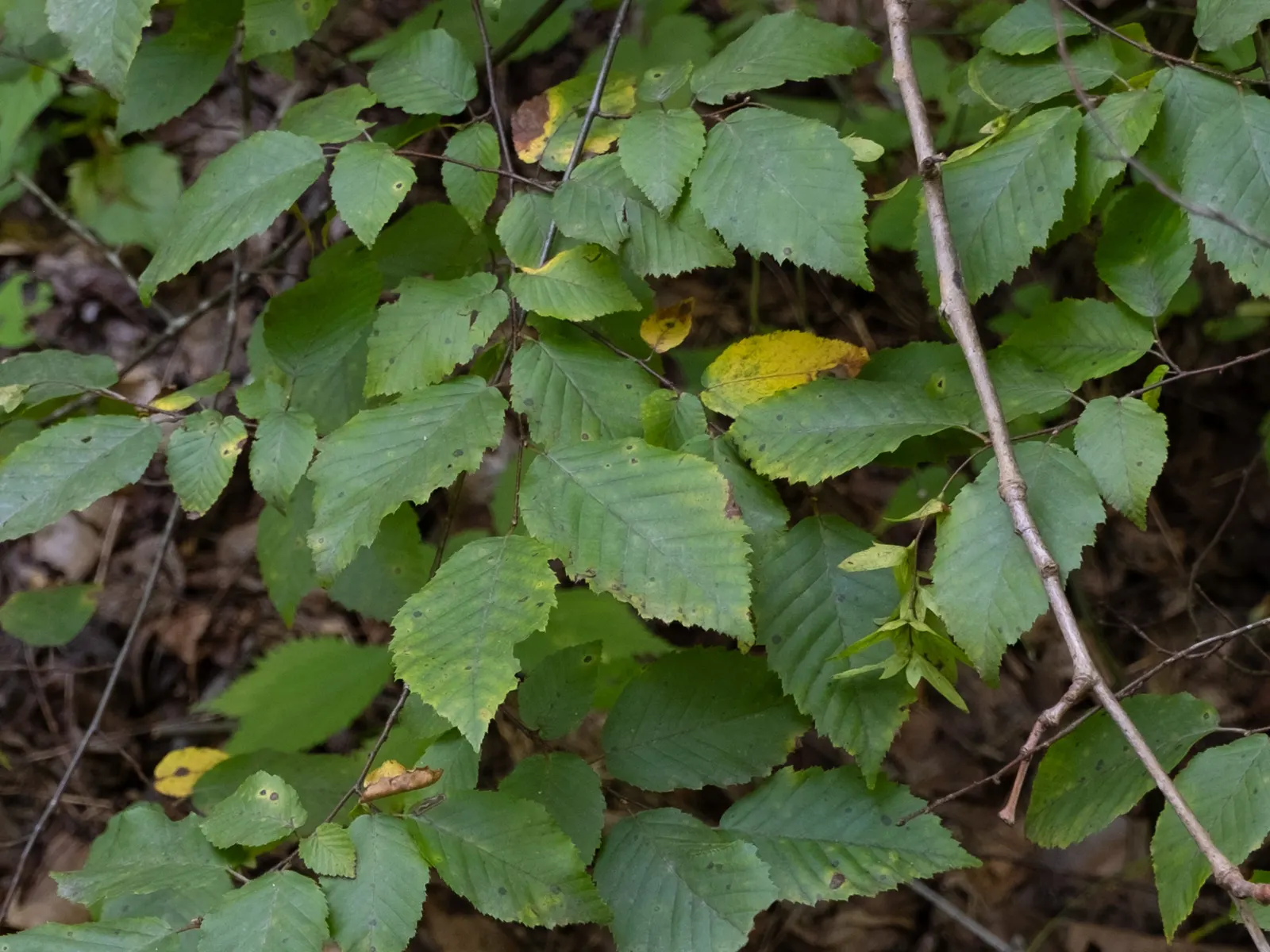 American Hornbeam (Carpinus Caroliniana) — it excels in both sun and shade; shimmering a bright green in summer, image 54