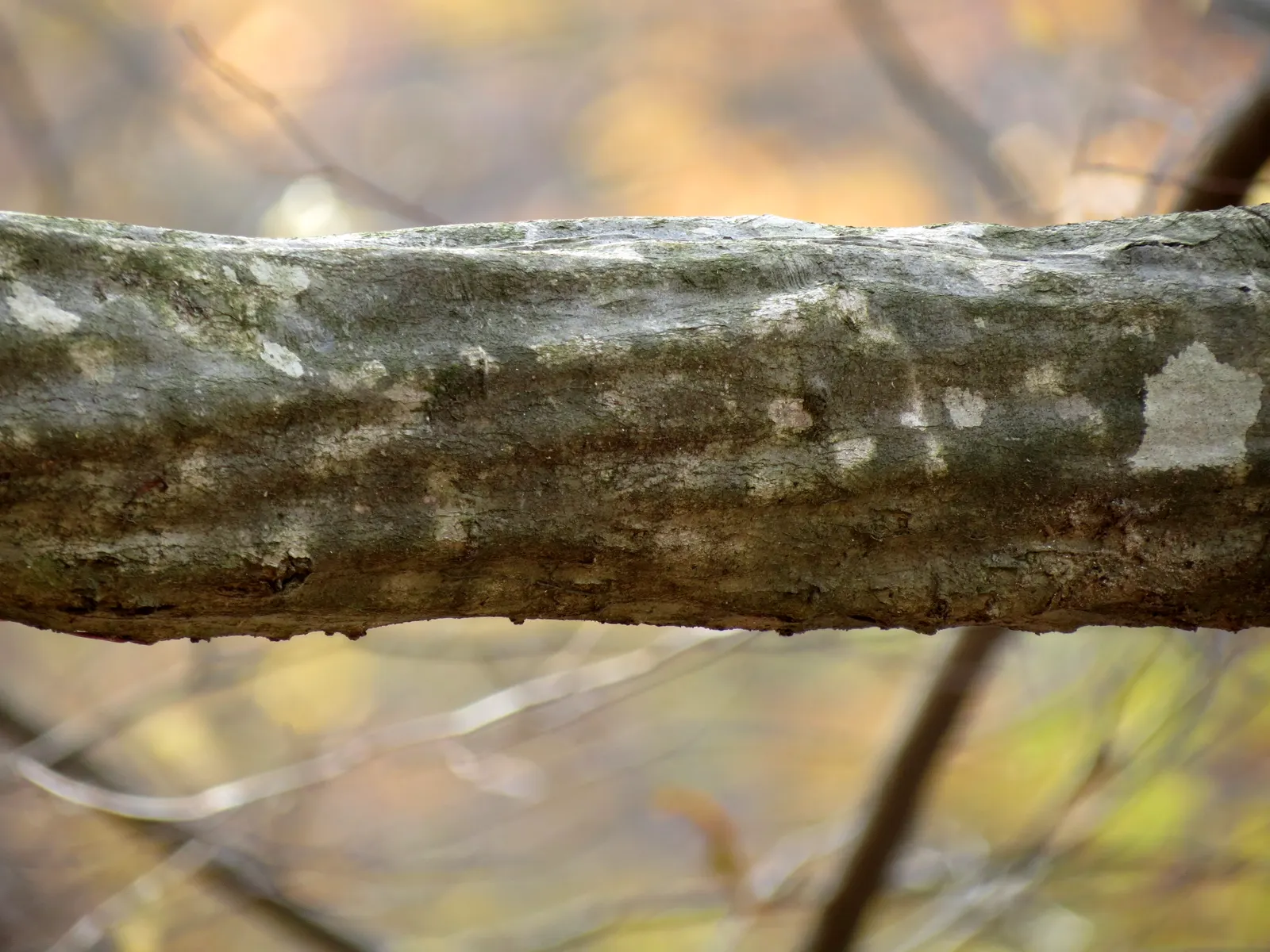 American Hornbeam (Carpinus Caroliniana) — shimmering a bright green in summer; it excels in both sun and shade