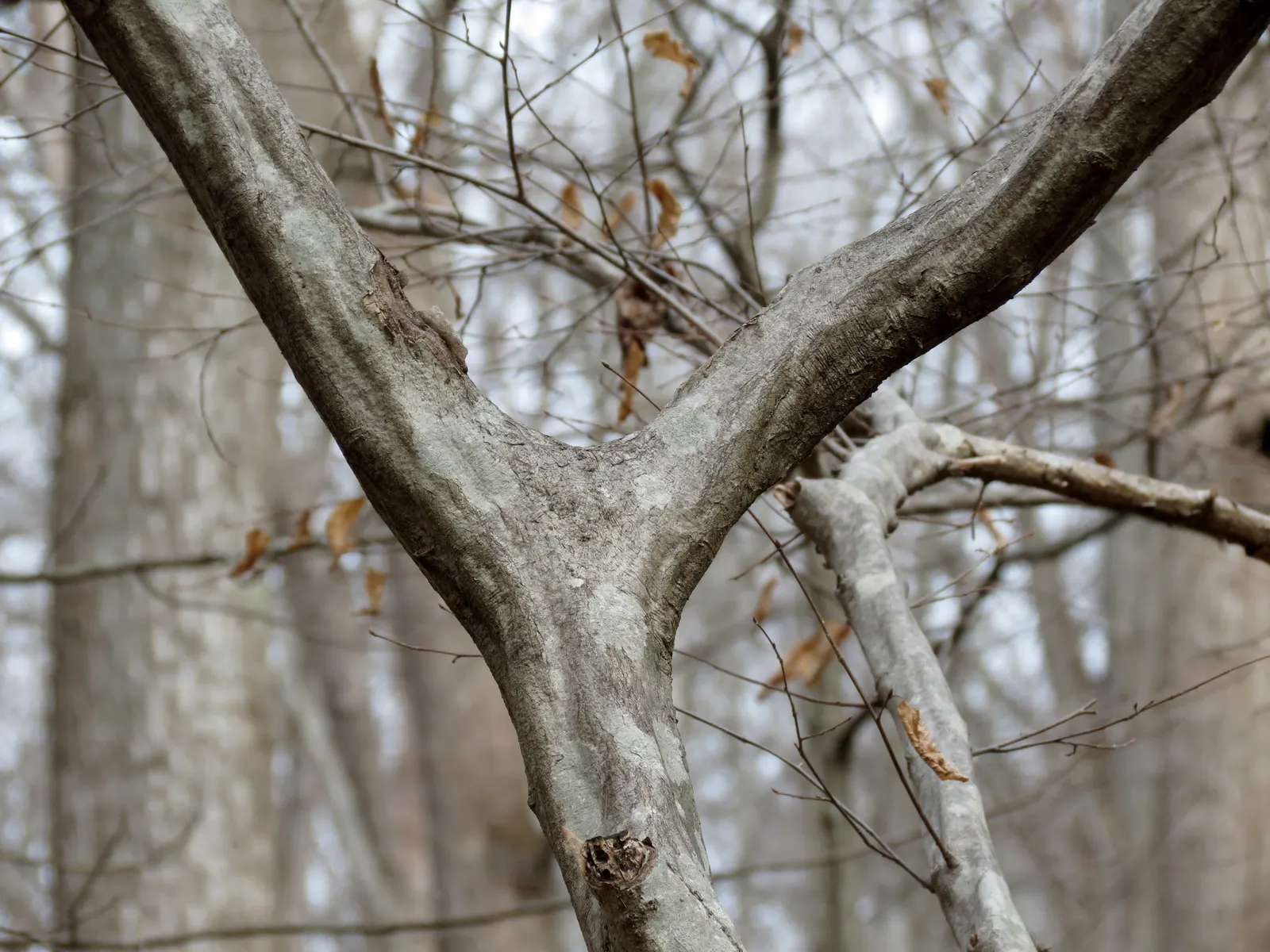 American Hornbeam (Carpinus Caroliniana) — Despite its preference for wetter conditions