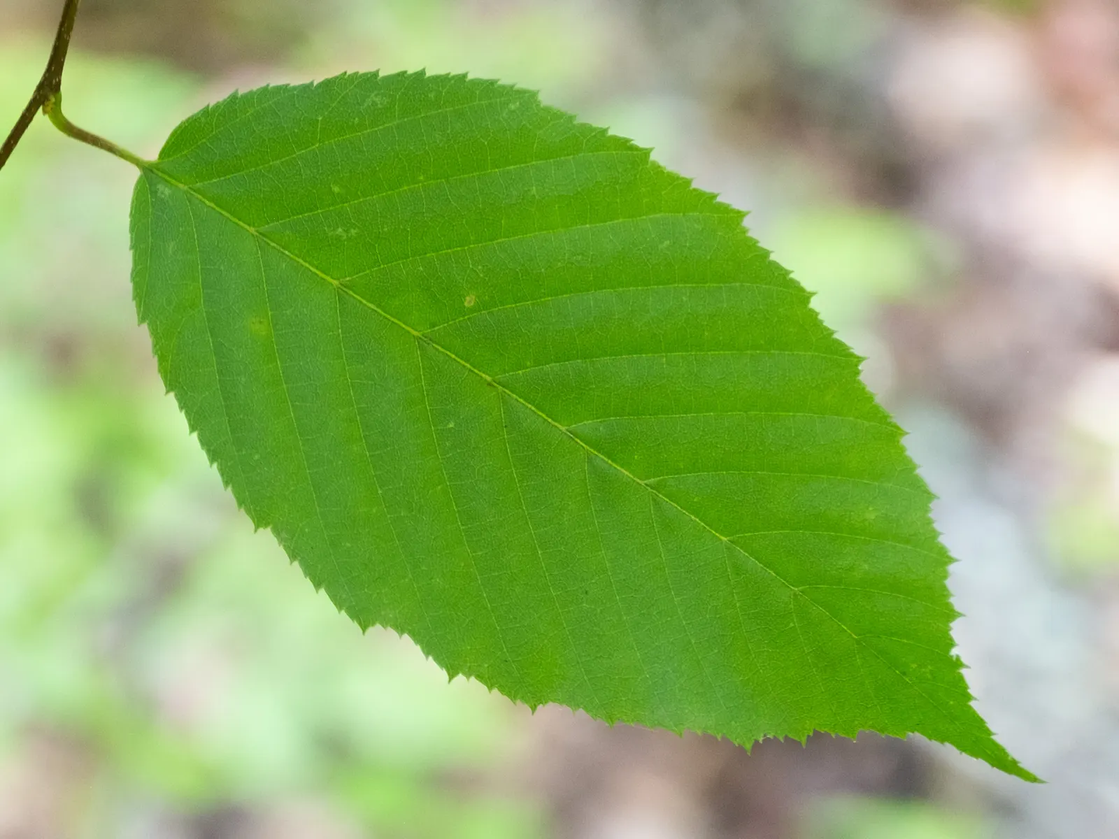 American Hornbeam (Carpinus Caroliniana) — although it can tolerate sunnier spots if sufficient moisture is provided; highly prized for its adaptability and
