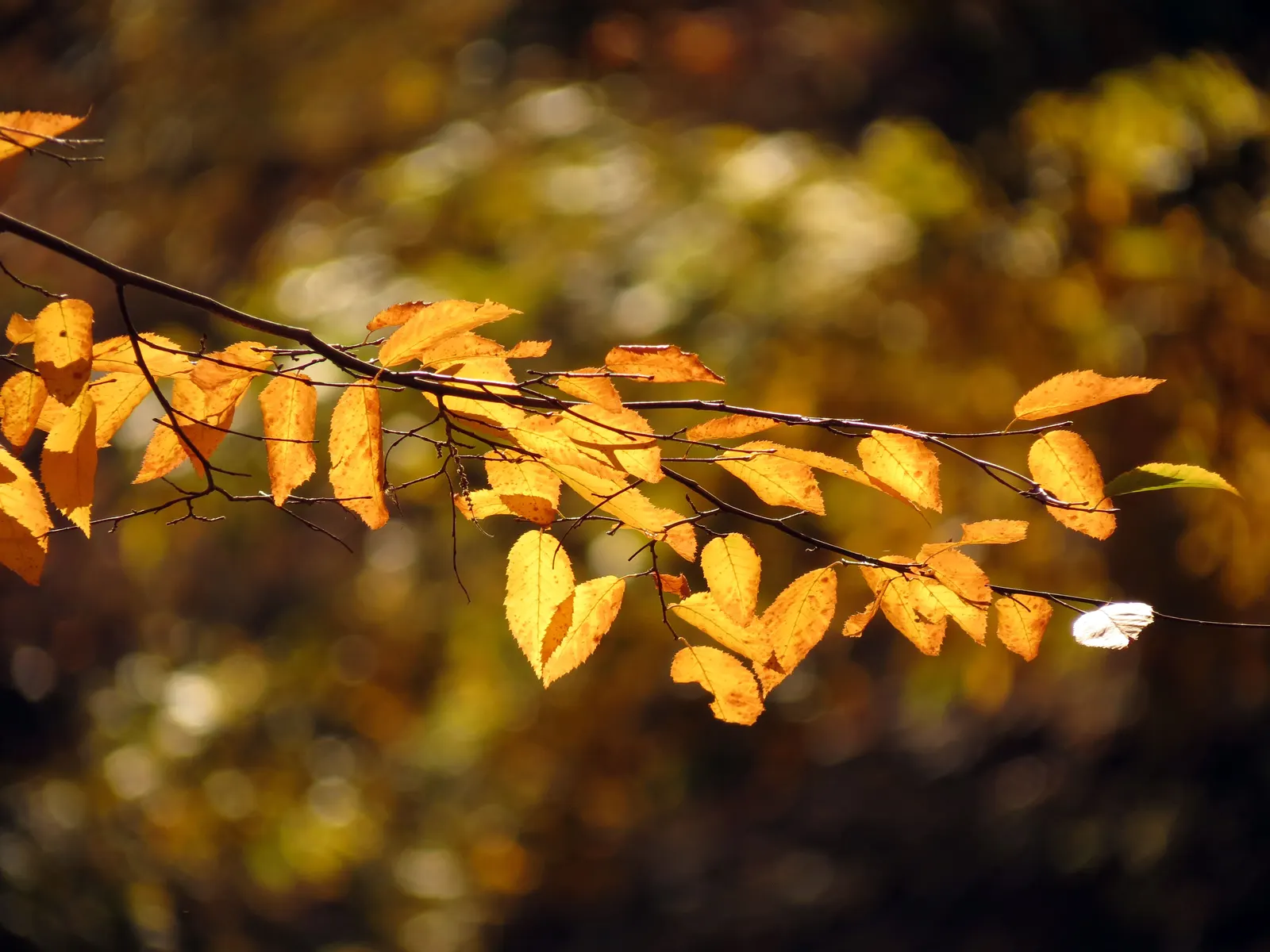 American Hornbeam (Carpinus Caroliniana) — tree for full; and its strong resistance to pests and disease ensures long-term structural and aesthetic integrity