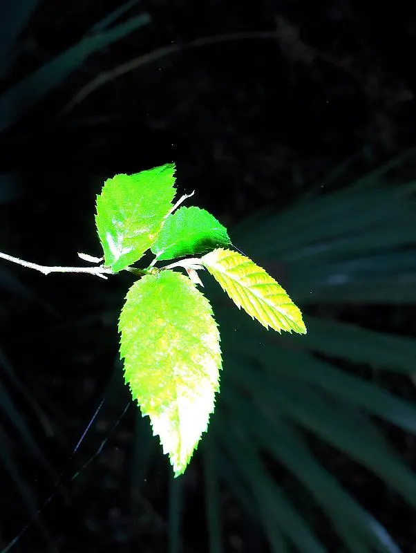 American Hornbeam (Carpinus Caroliniana) — and partial to full shade