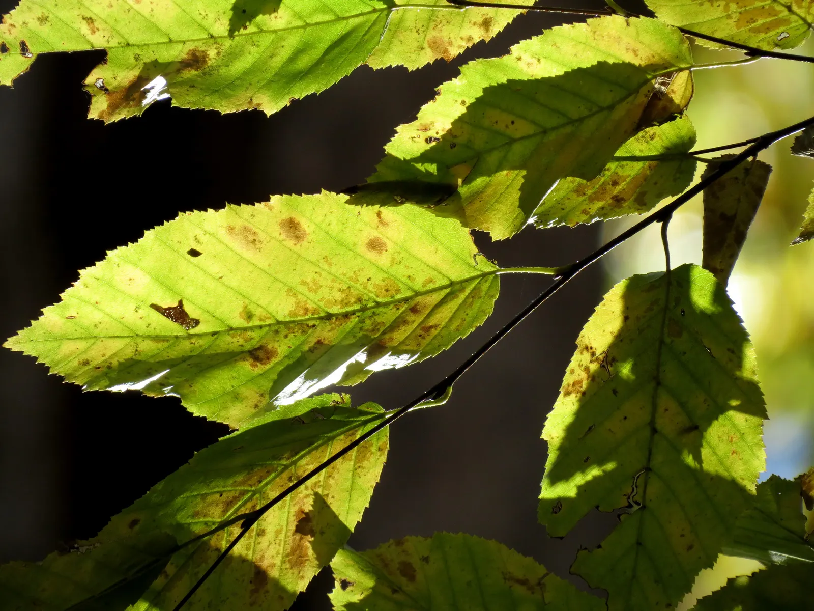 American Hornbeam (Carpinus Caroliniana) — Native to the eastern United States