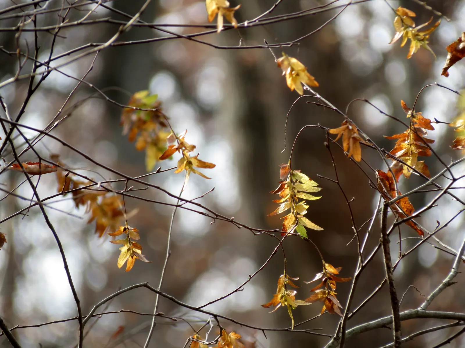 American Hornbeam (Carpinus Caroliniana) — the American Hornbeam adopts a round to oval shape with a symmetrical canopy