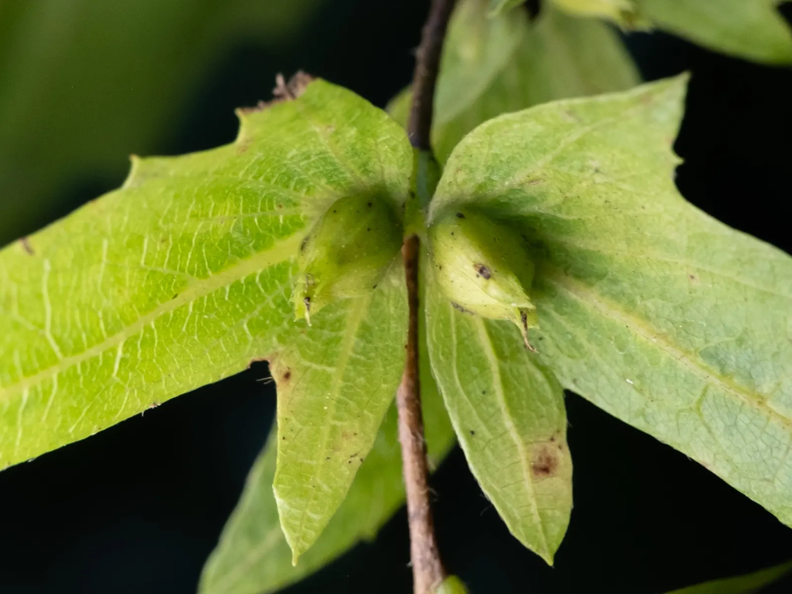 American Hornbeam (Carpinus Caroliniana) — and transforming into a medley of yellow; the American Hornbeam adopts a round to oval shape with a, image 64