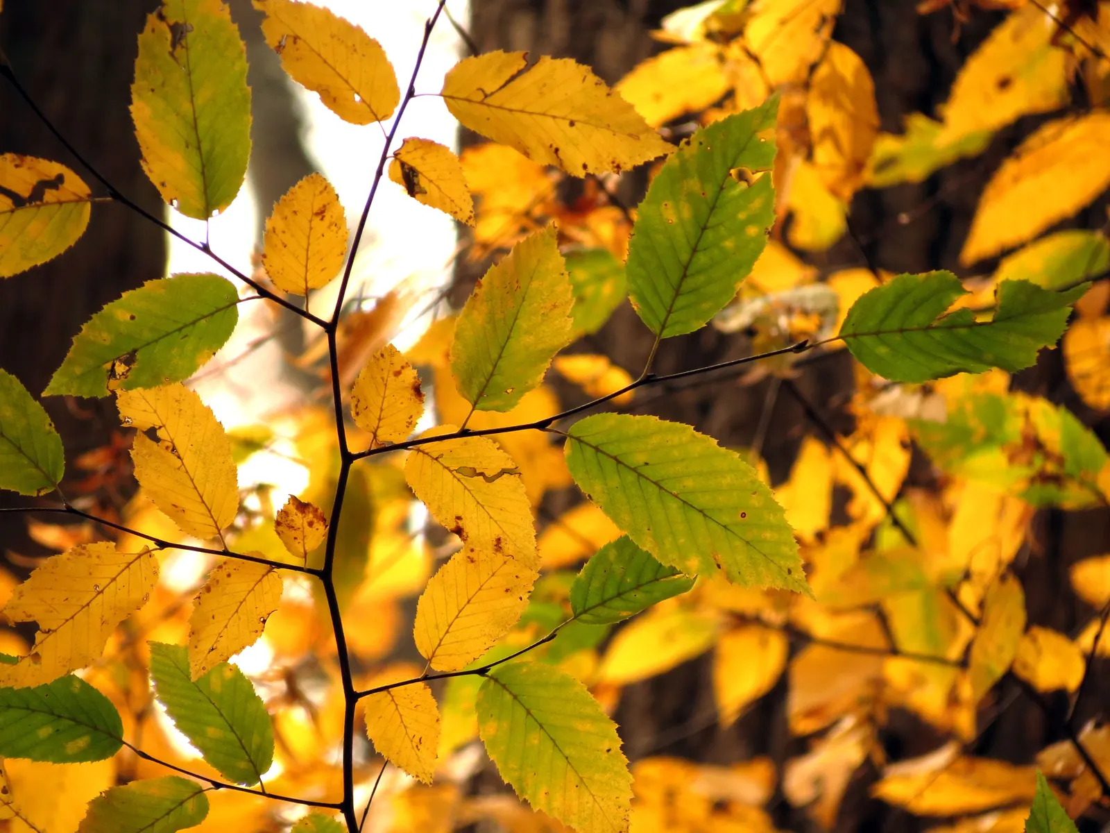 American Hornbeam (Carpinus Caroliniana) — Native to the eastern United States; slow-growing deciduous tree