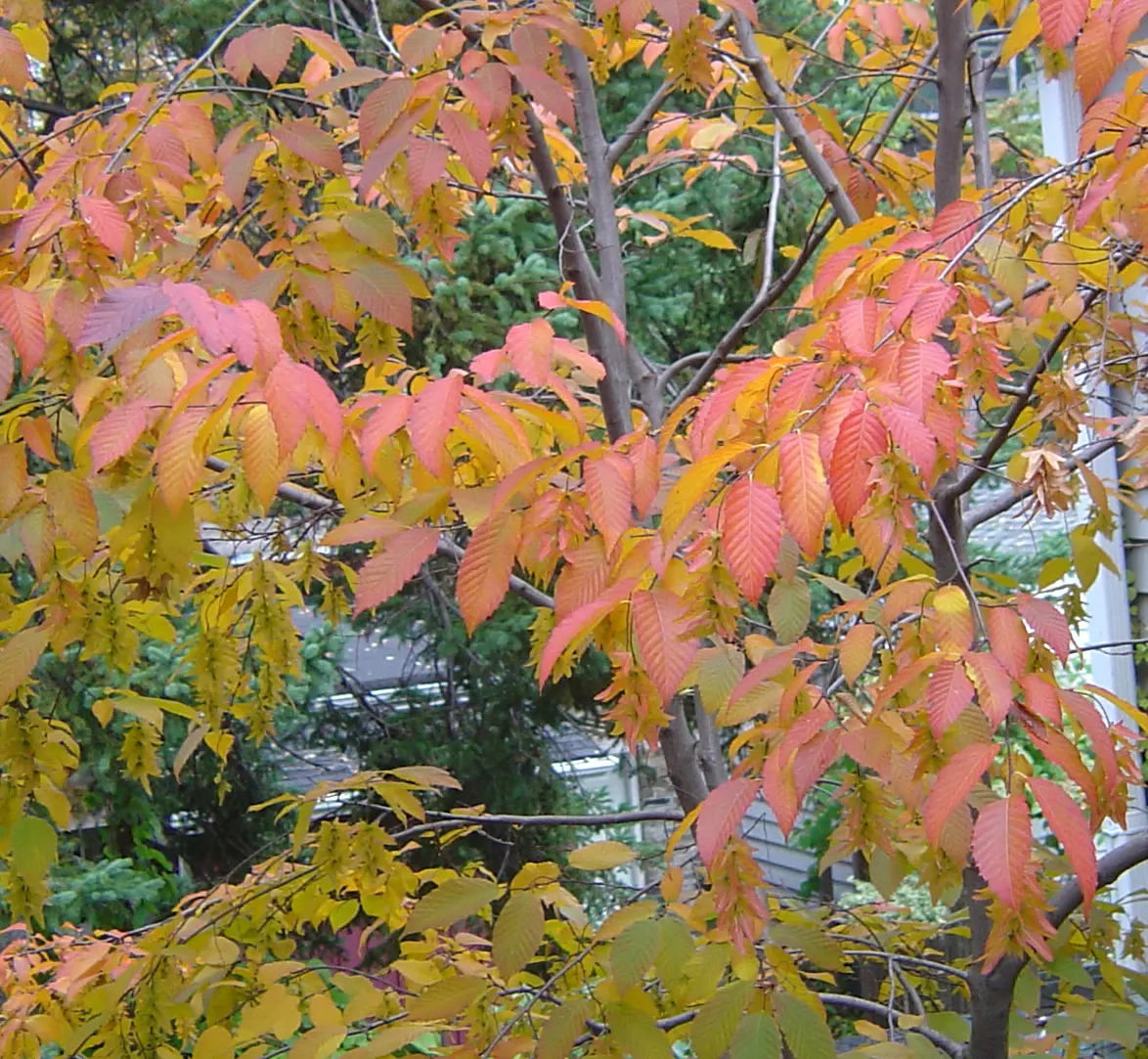 American Hornbeam (Carpinus Caroliniana) — and its strong resistance to pests and disease ensures long-term structural and aesthetic integrity, image 69